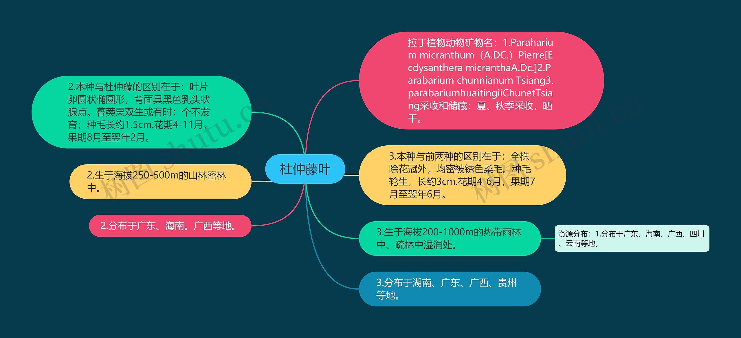 杜仲藤叶 杜仲藤叶