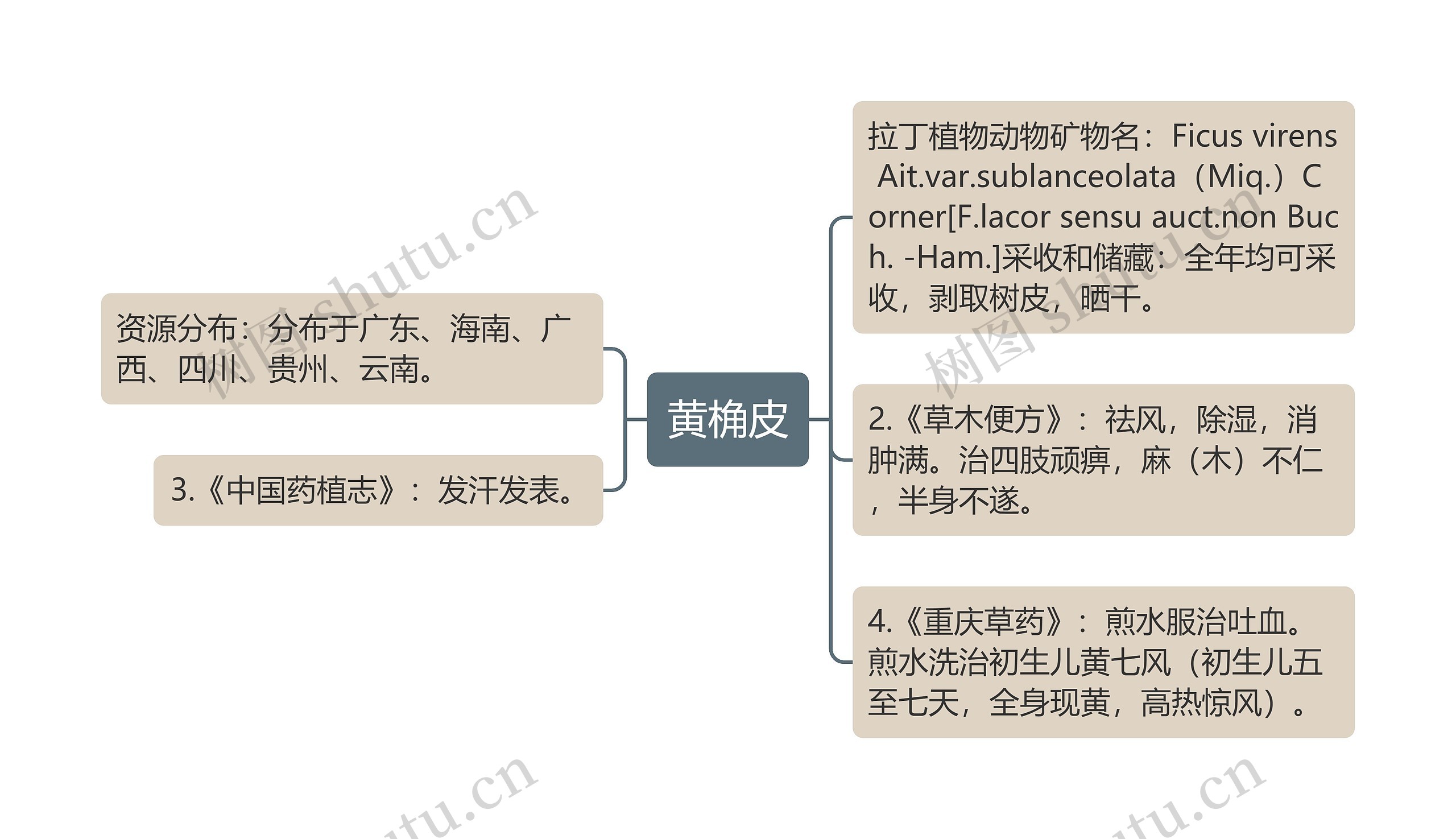 黄桷皮思维导图