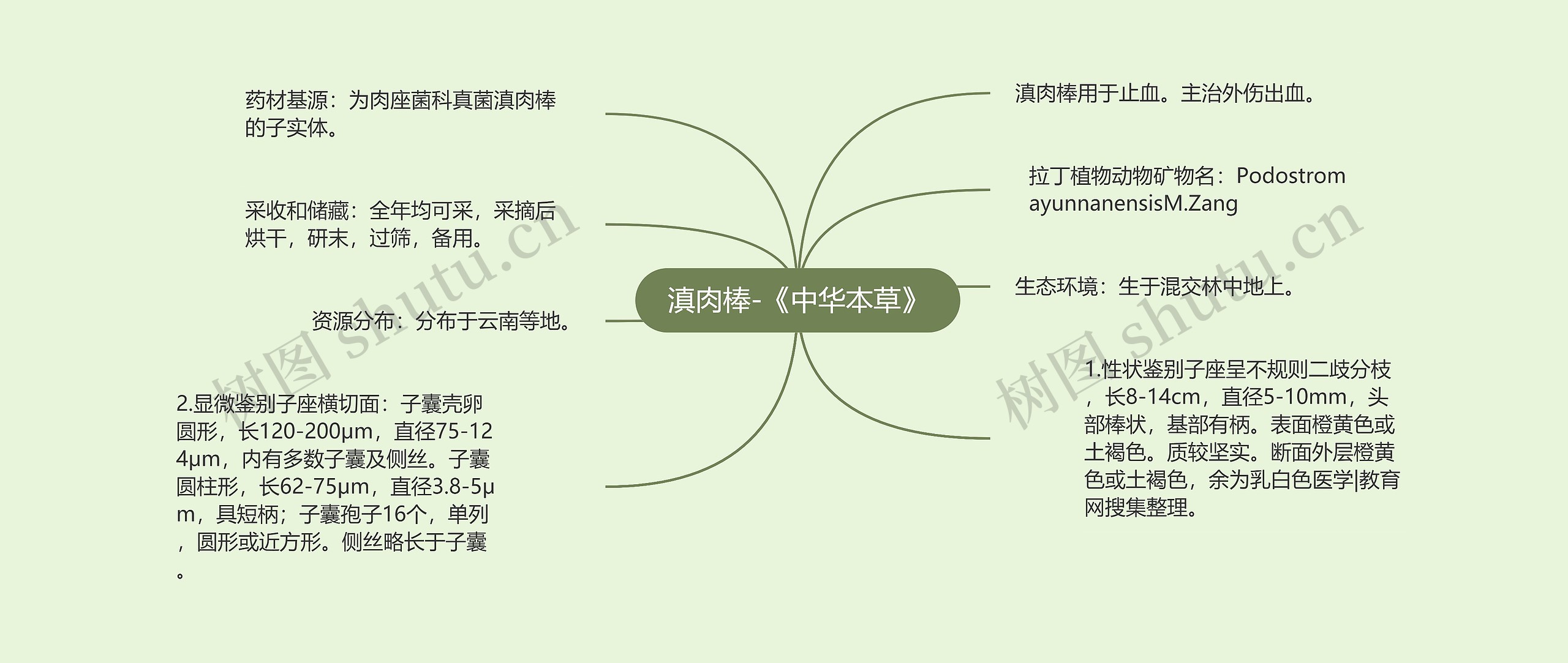 滇肉棒-《中华本草》 滇肉棒-《中华本草》