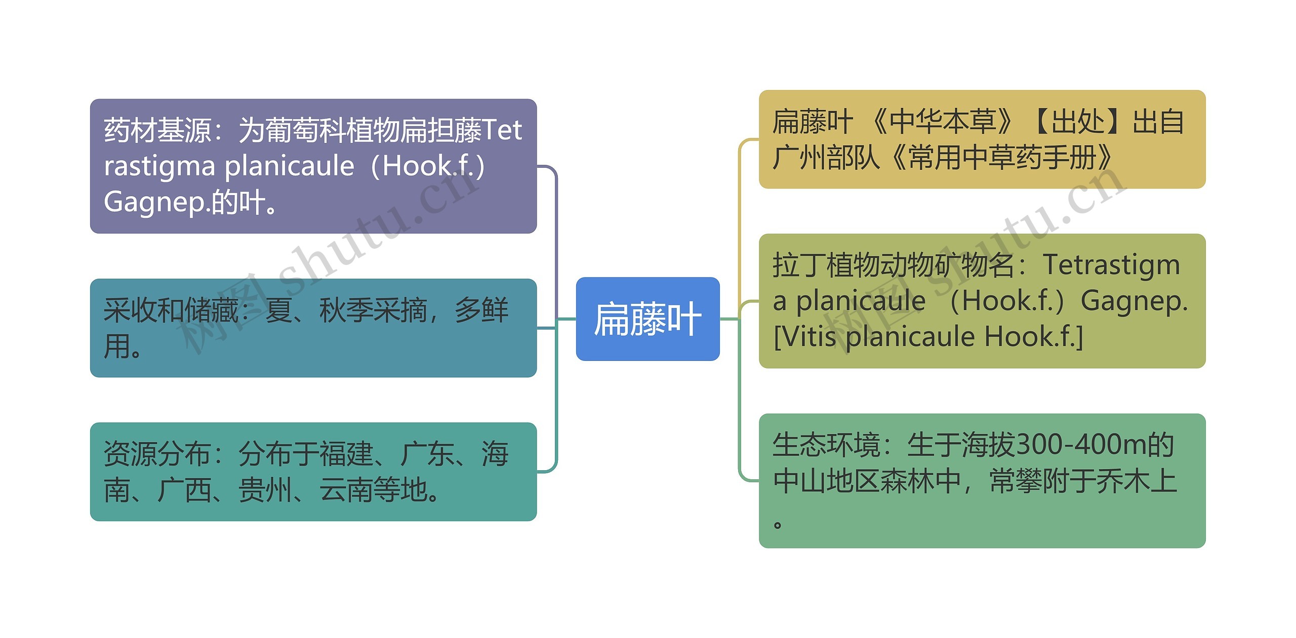 扁藤叶思维导图