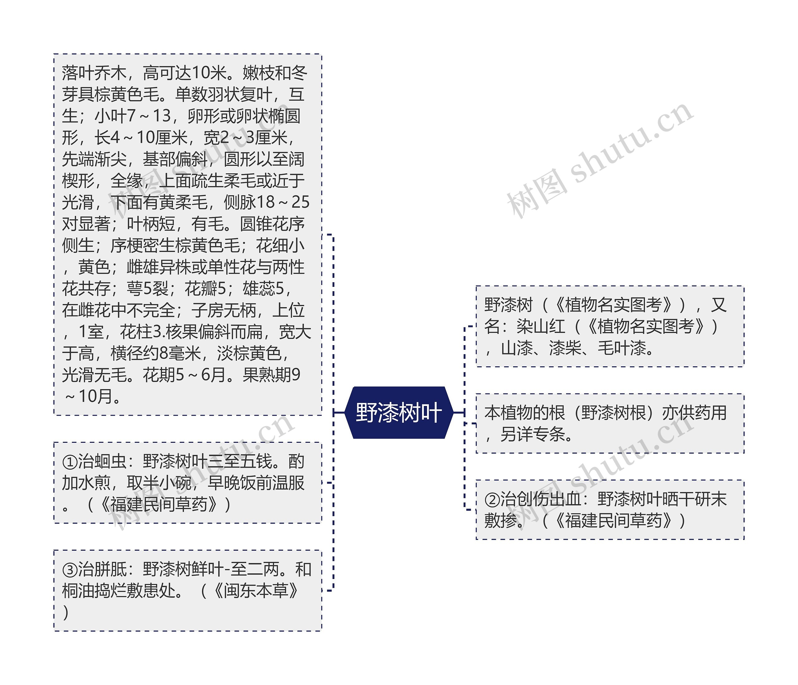 野漆树叶思维导图