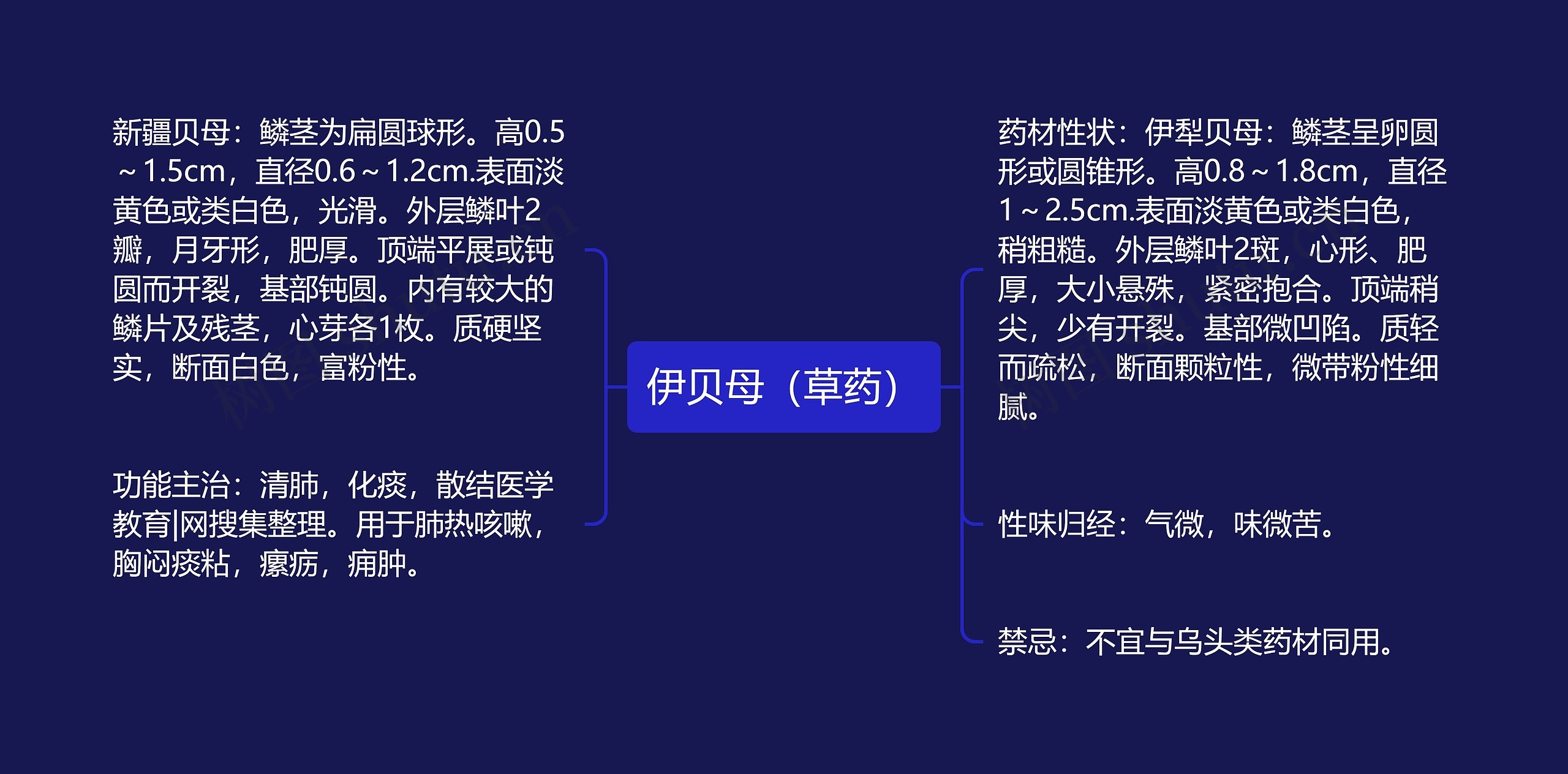 伊贝母(草药) 伊贝母(草药)