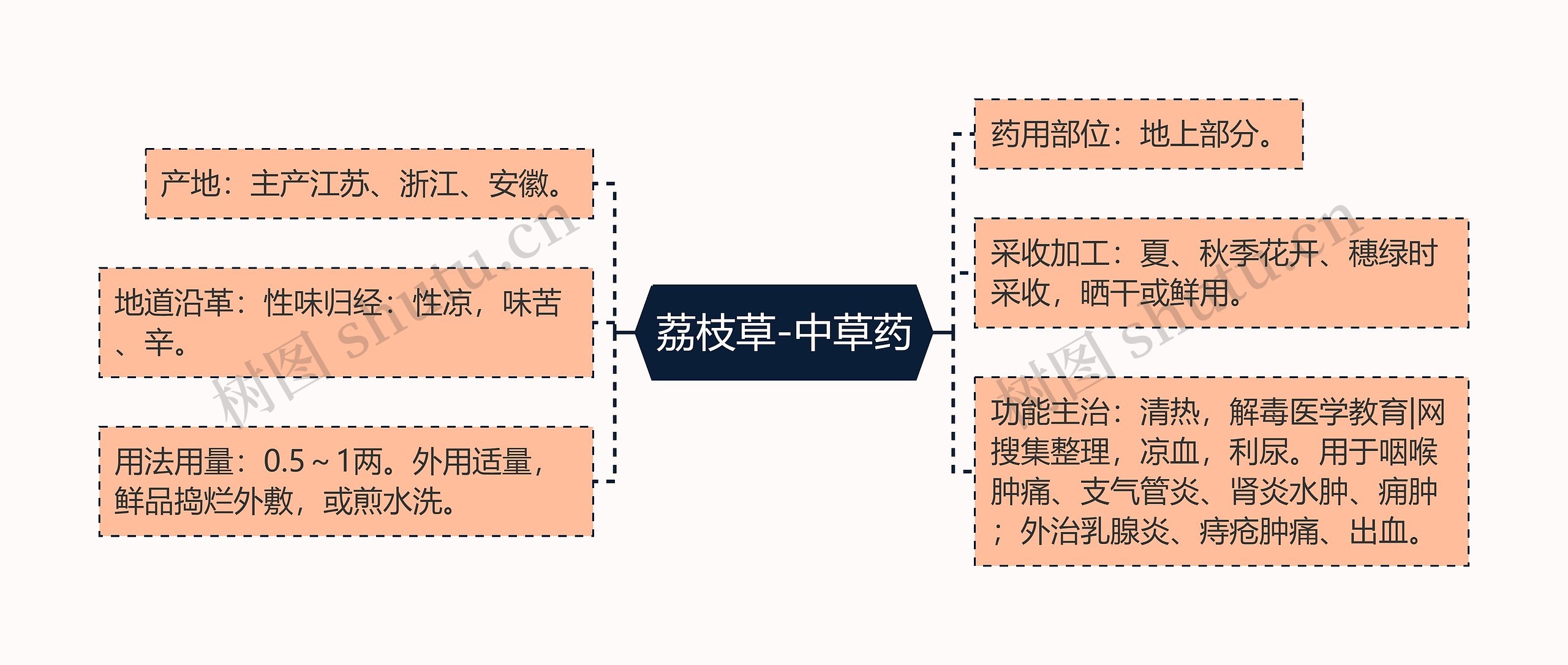 荔枝草-中草药思维导图