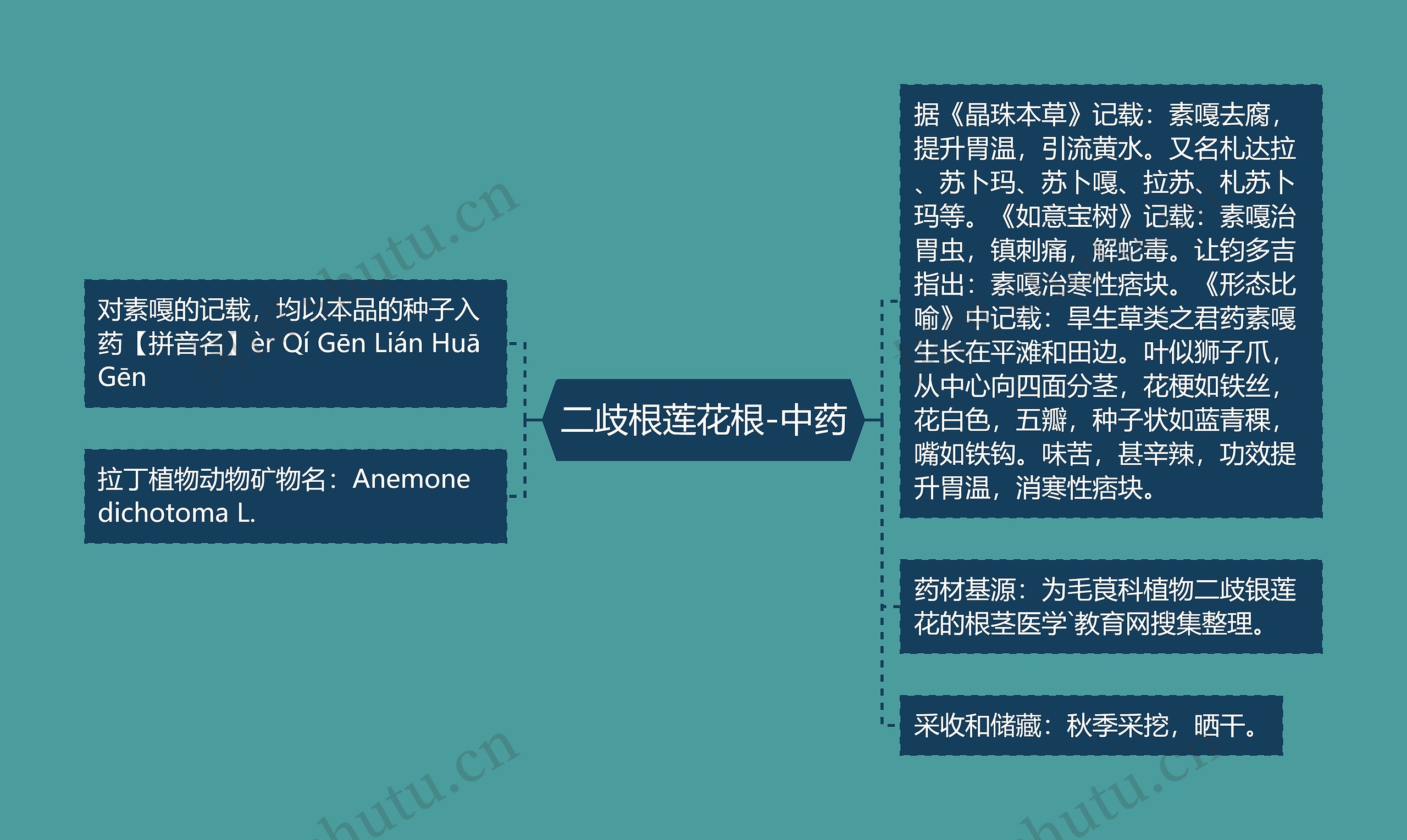 二歧根莲花根-中药思维导图