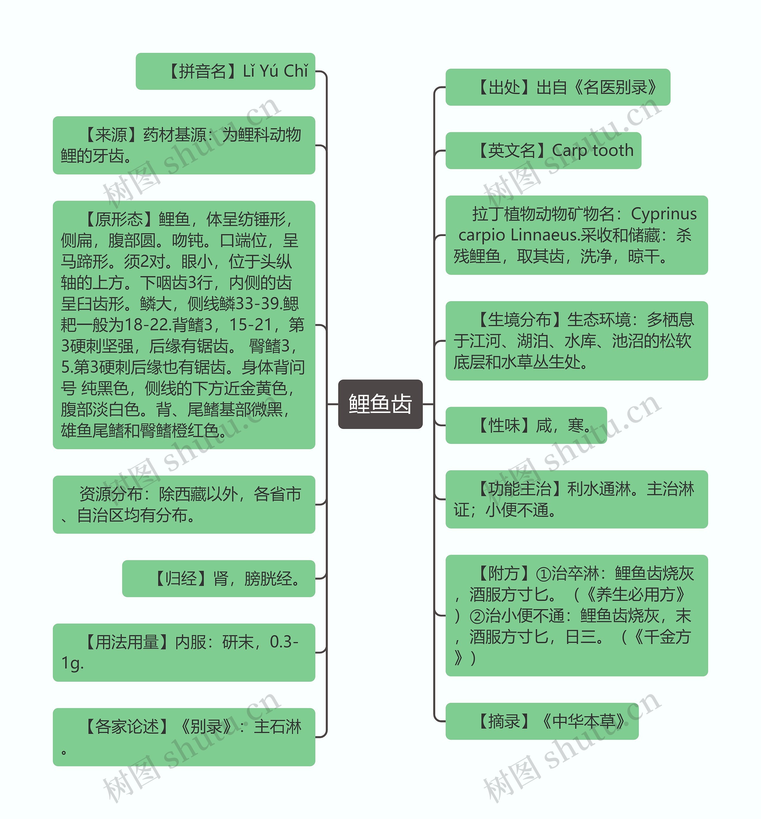 鲤鱼齿思维导图