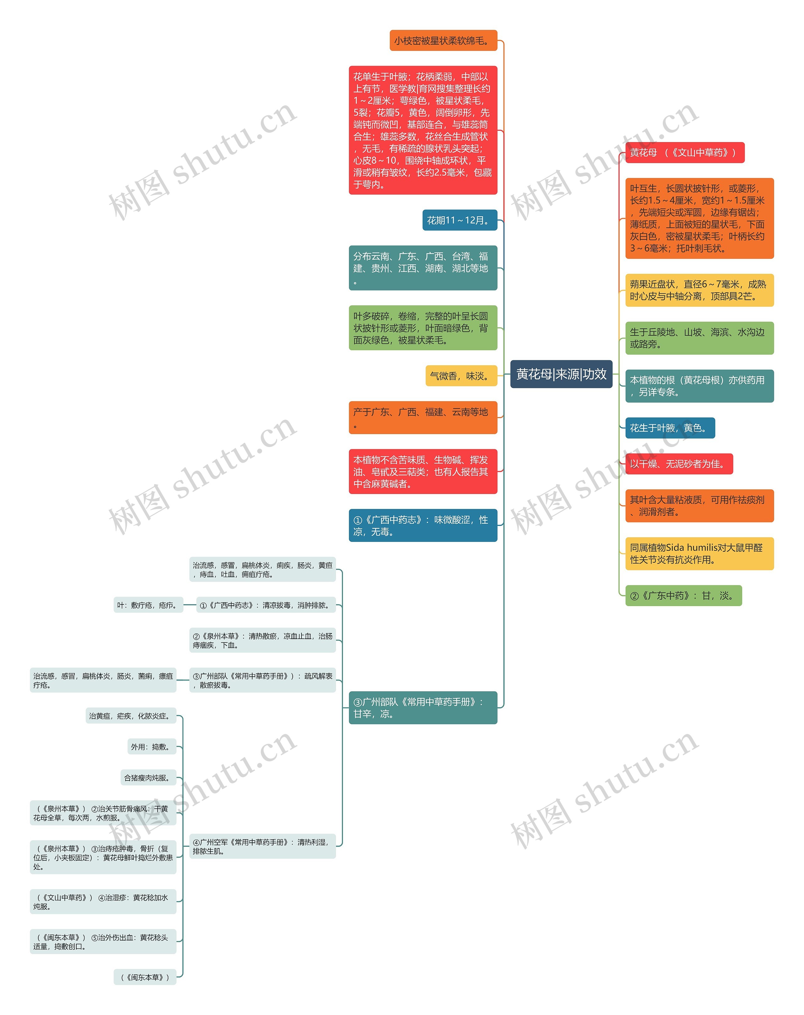 黄花母|来源|功效思维导图