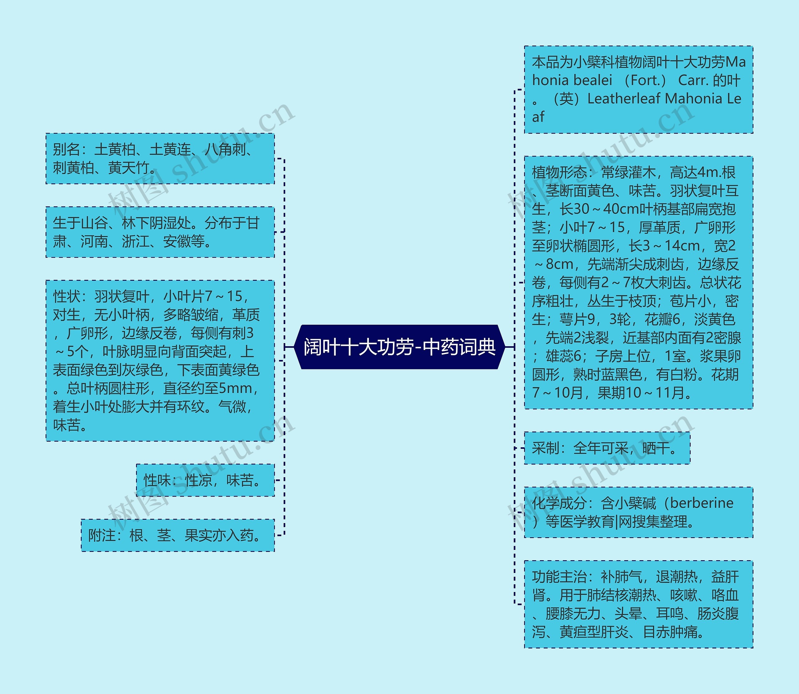 阔叶十大功劳-中药词典思维导图