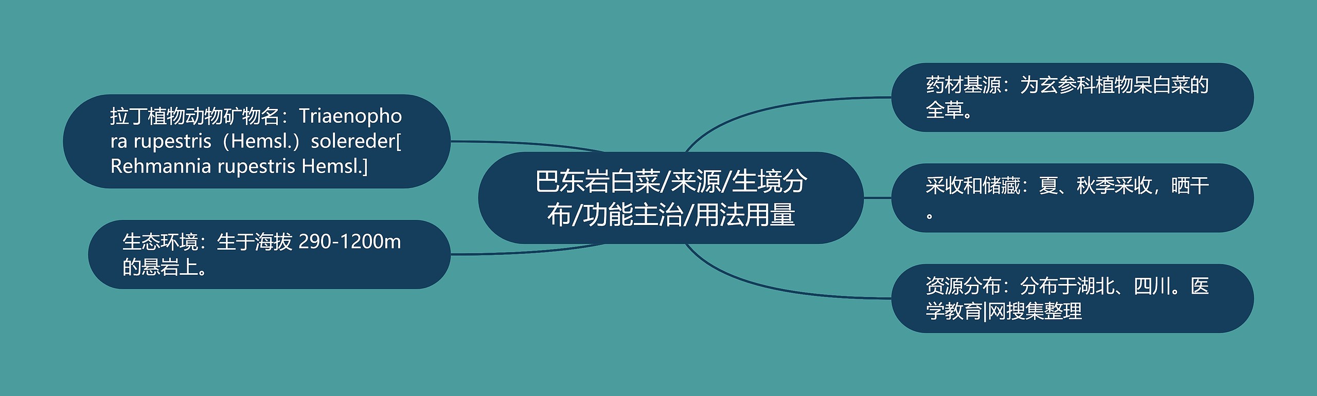 巴东岩白菜/来源/生境分布/功能主治/用法用量 巴东岩白菜/来源/生境分布/功能主治/用法用量