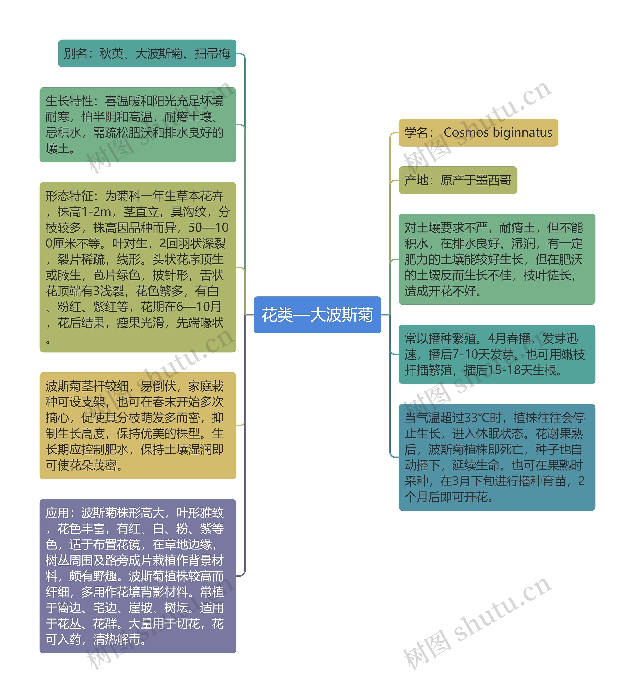 花类—大波斯菊思维导图