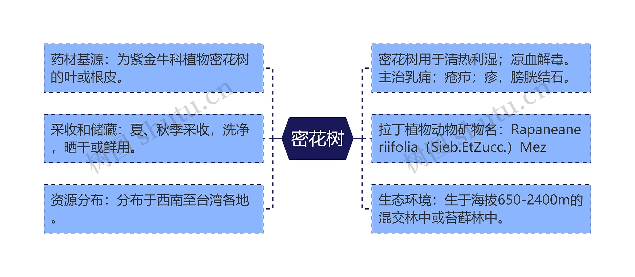 密花树思维导图