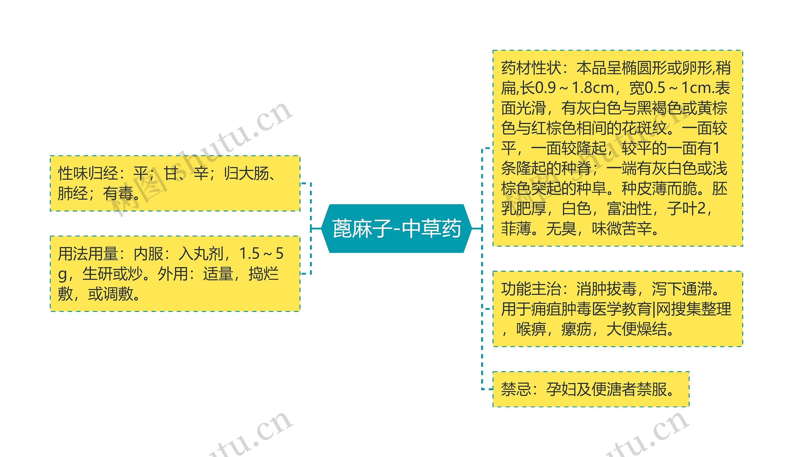 蓖麻子-中草药思维导图
