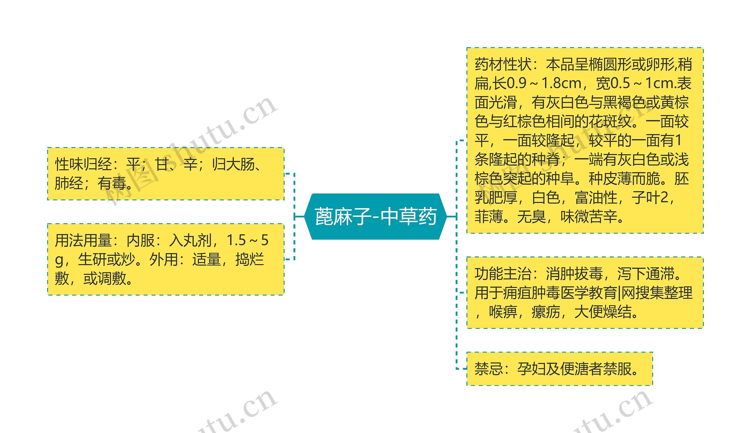 蓖麻子-中草药 蓖麻子-中草药