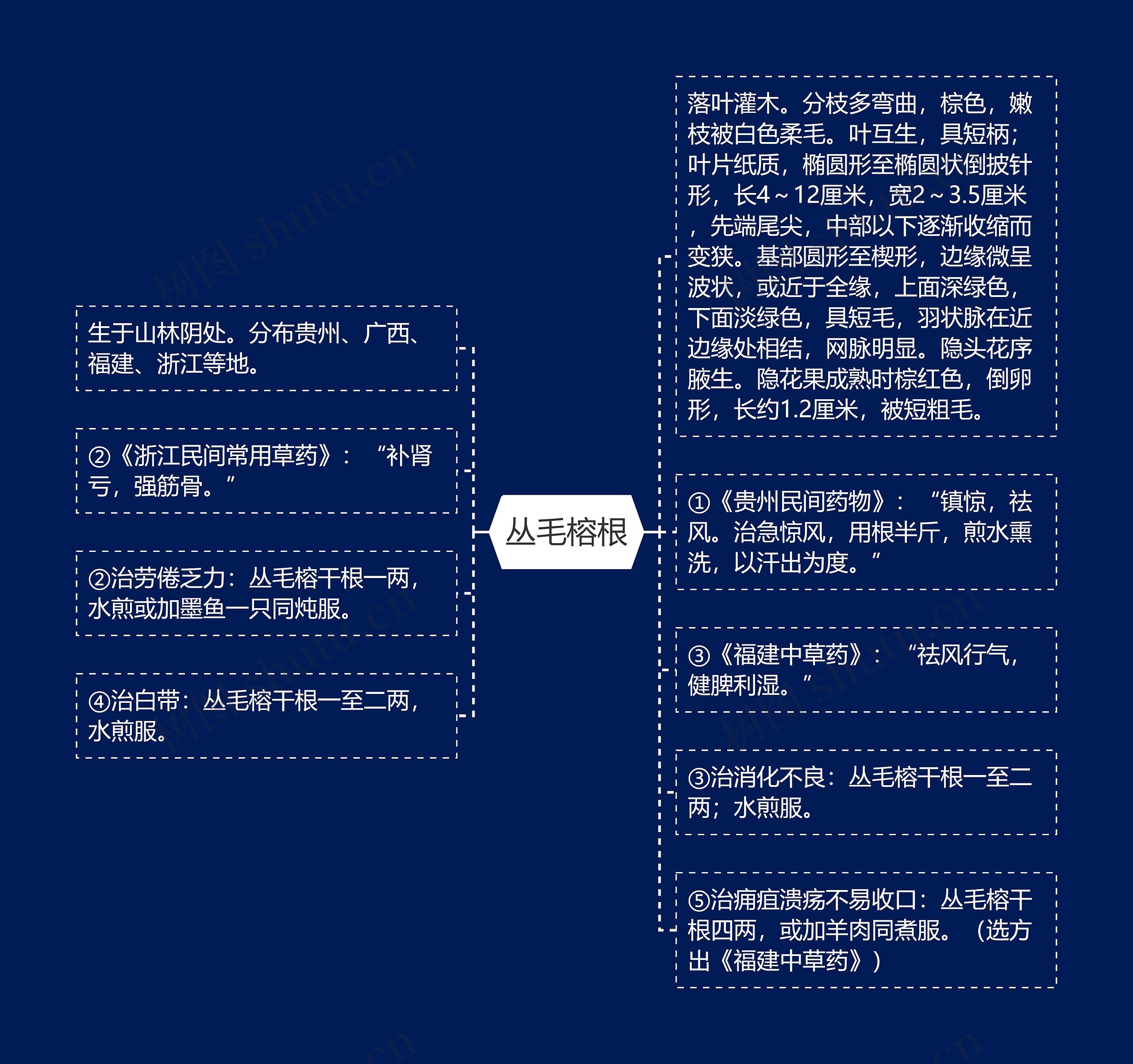 丛毛榕根思维导图