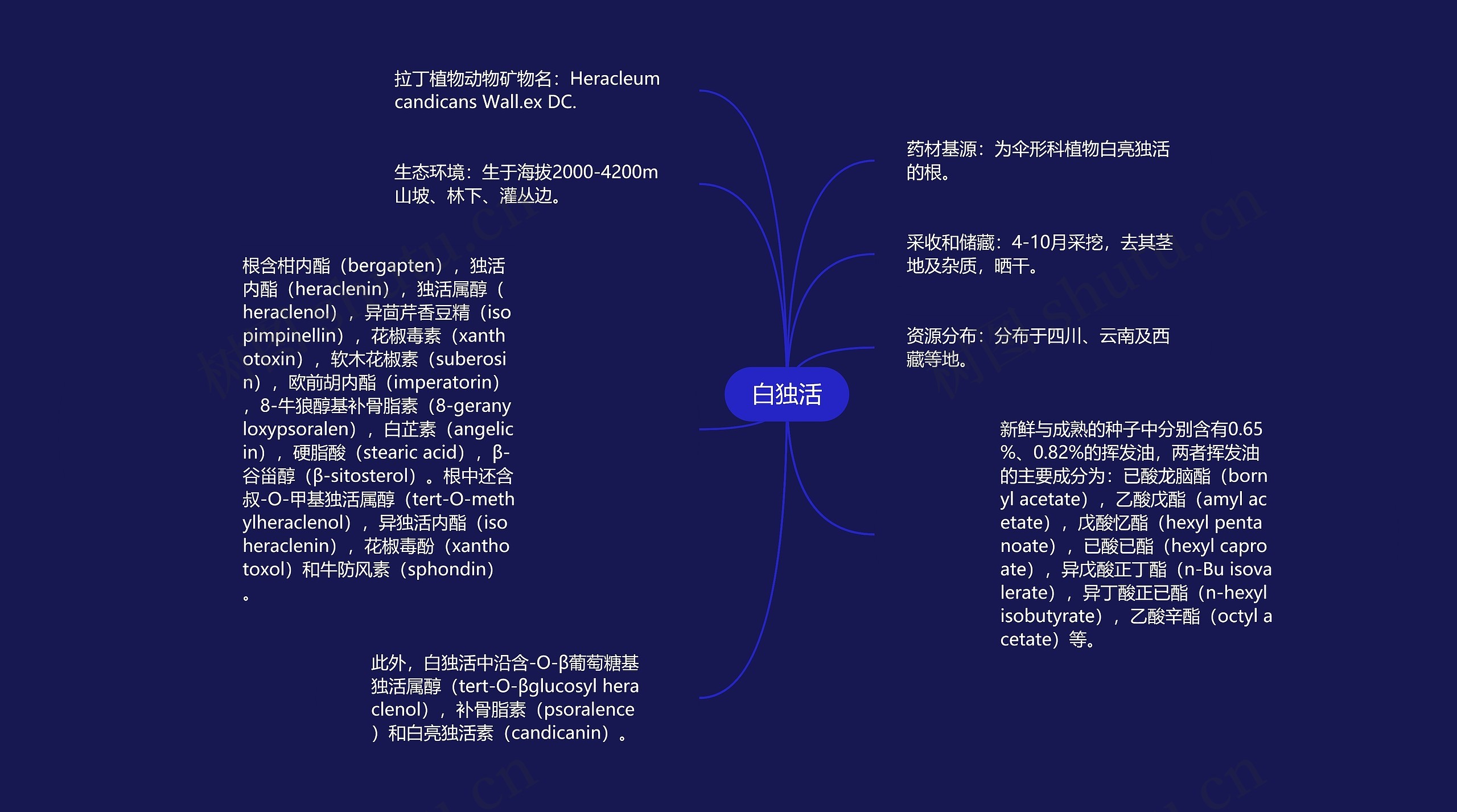 白独活思维导图