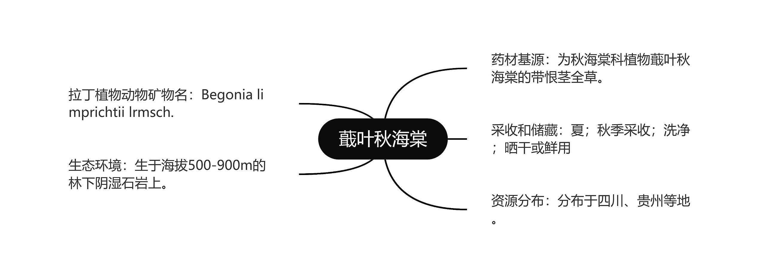 蕺叶秋海棠思维导图