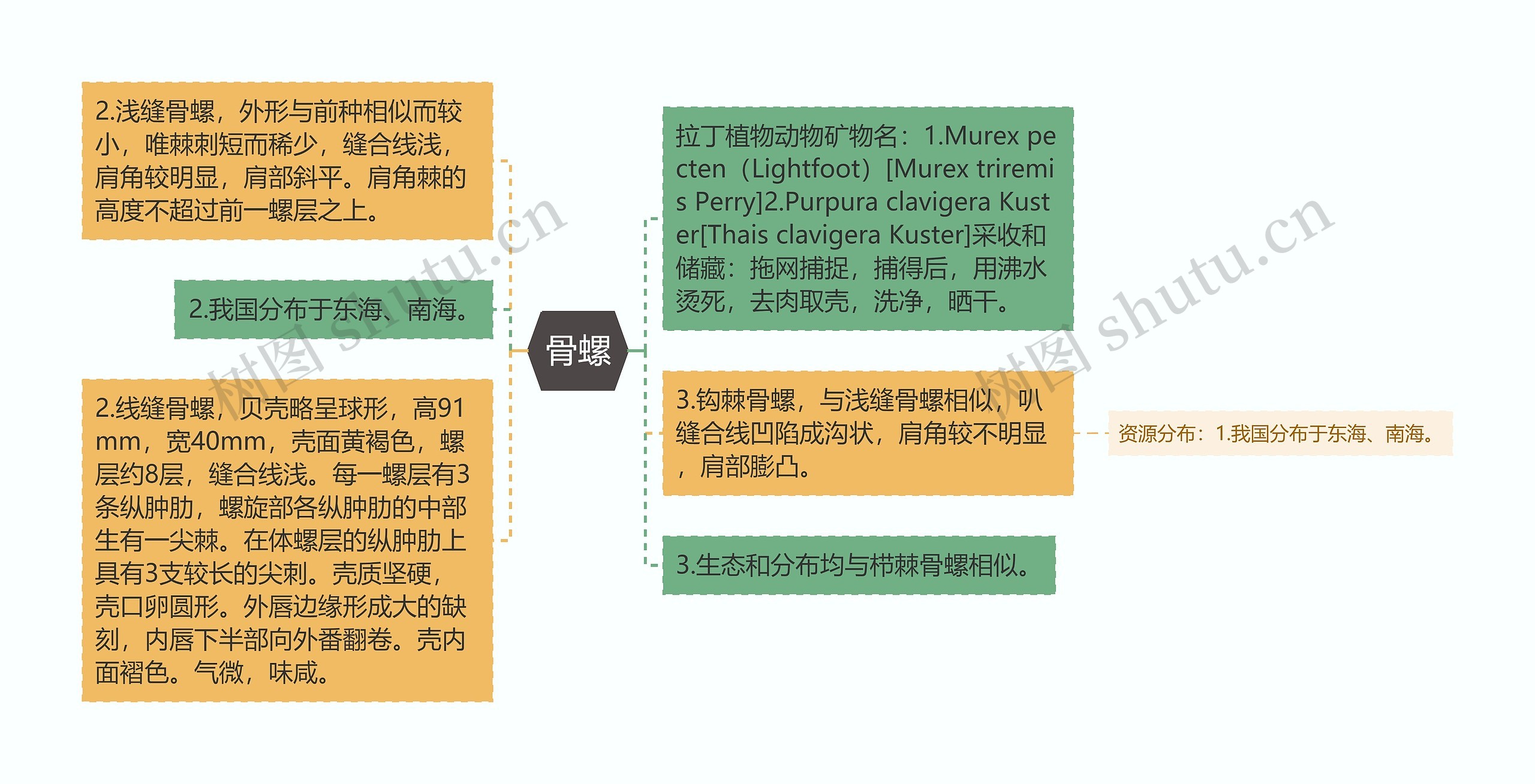 骨螺思维导图