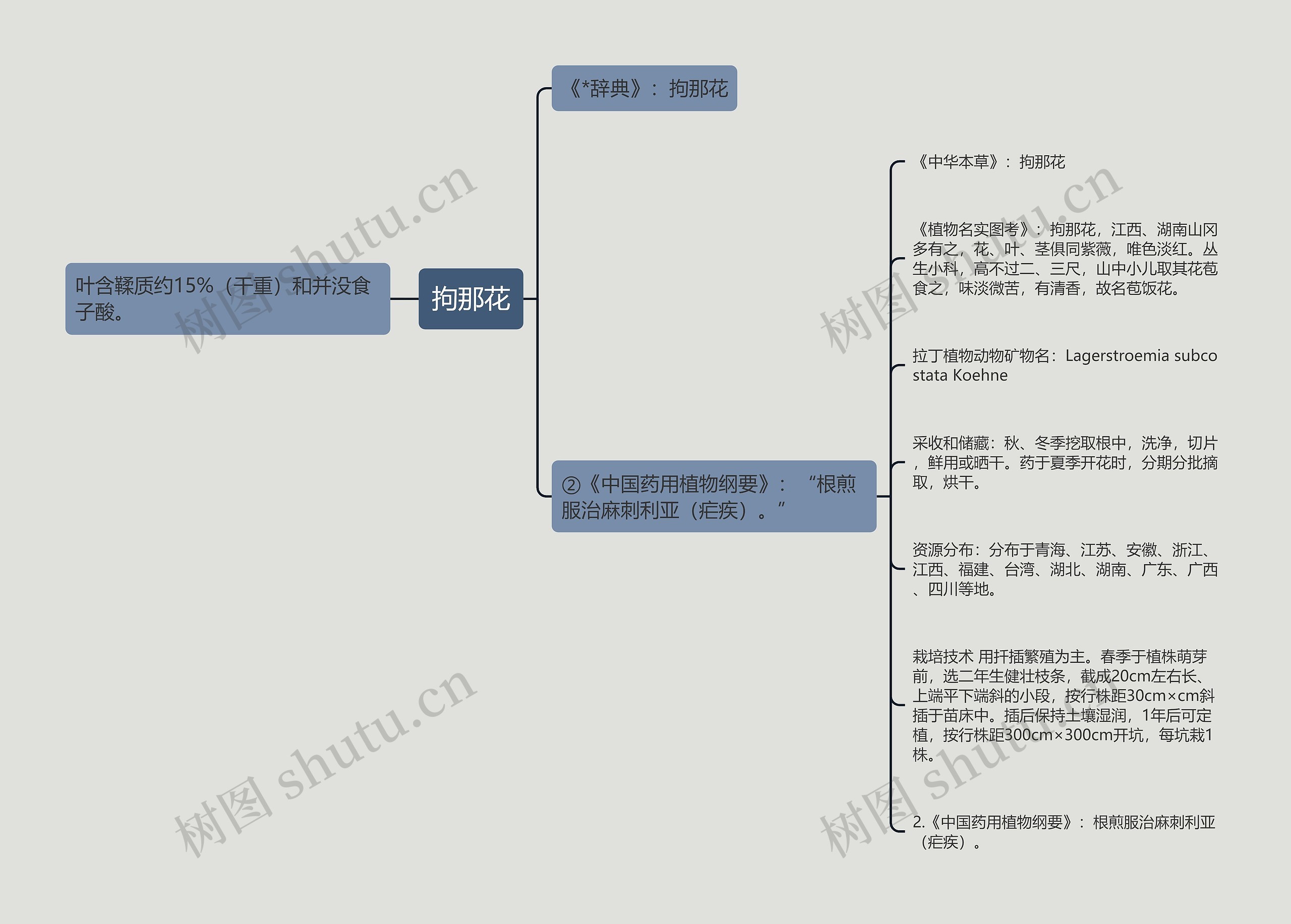 拘那花思维导图
