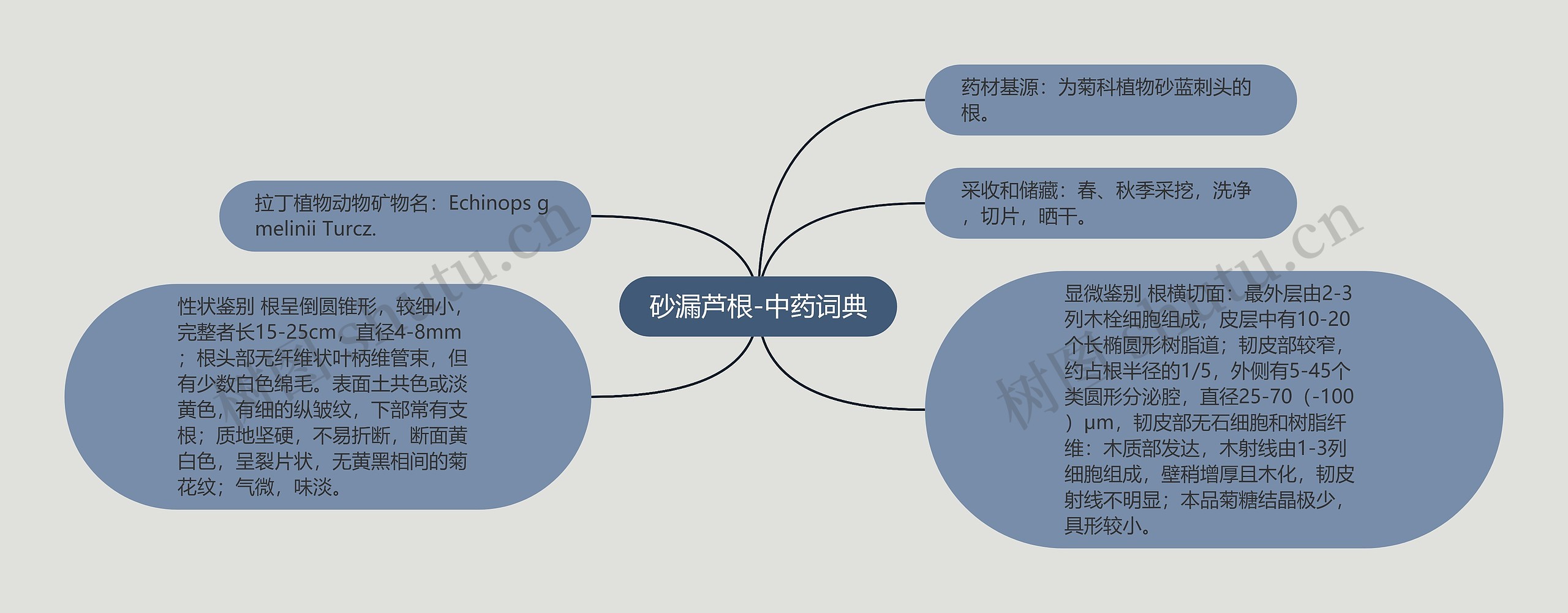 砂漏芦根-中药词典思维导图