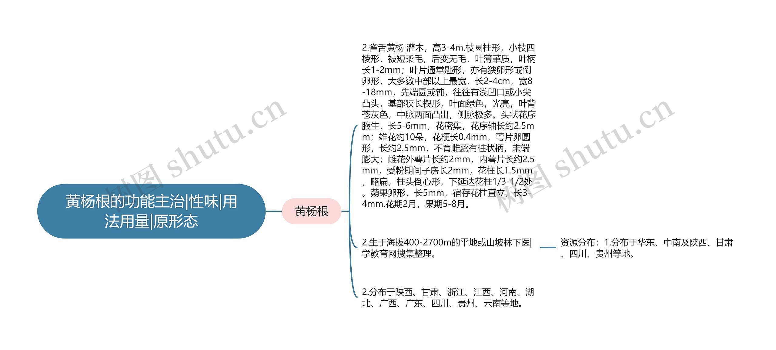 黄杨根的功能主治|性味|用法用量|原形态