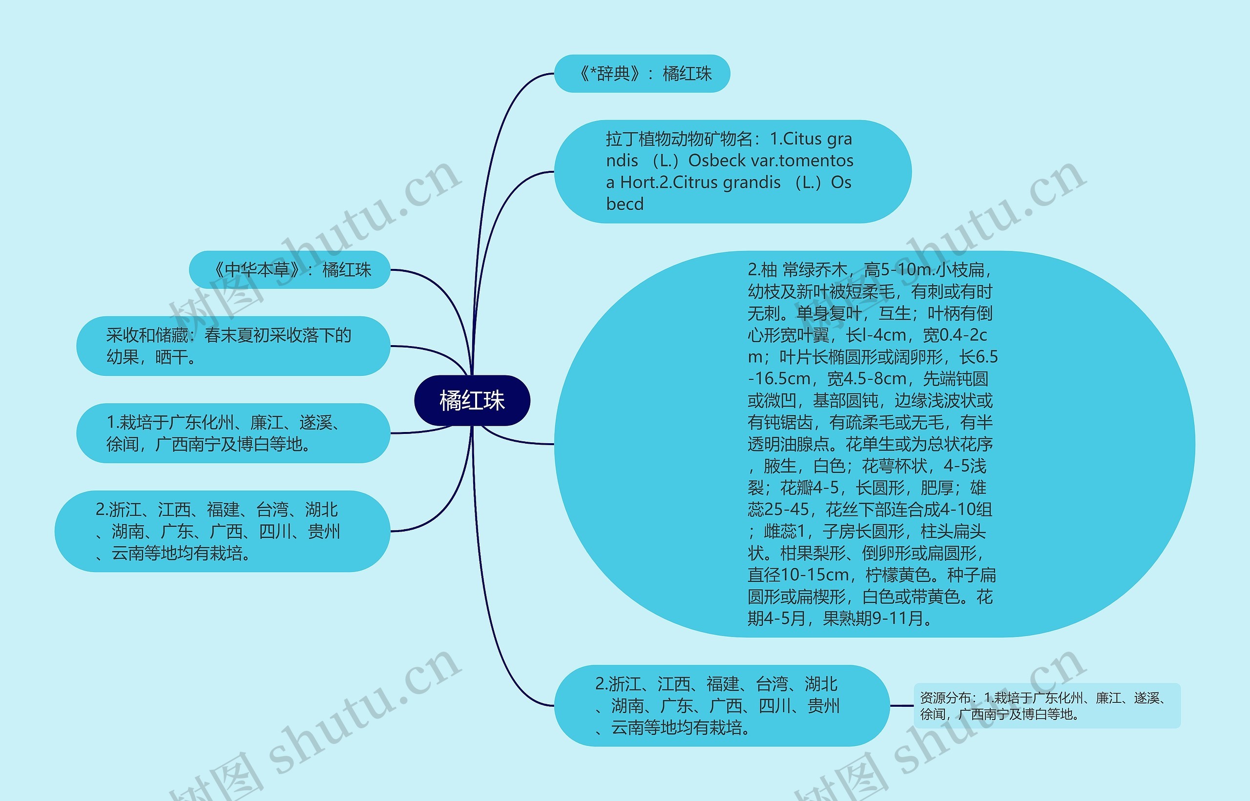 橘红珠思维导图