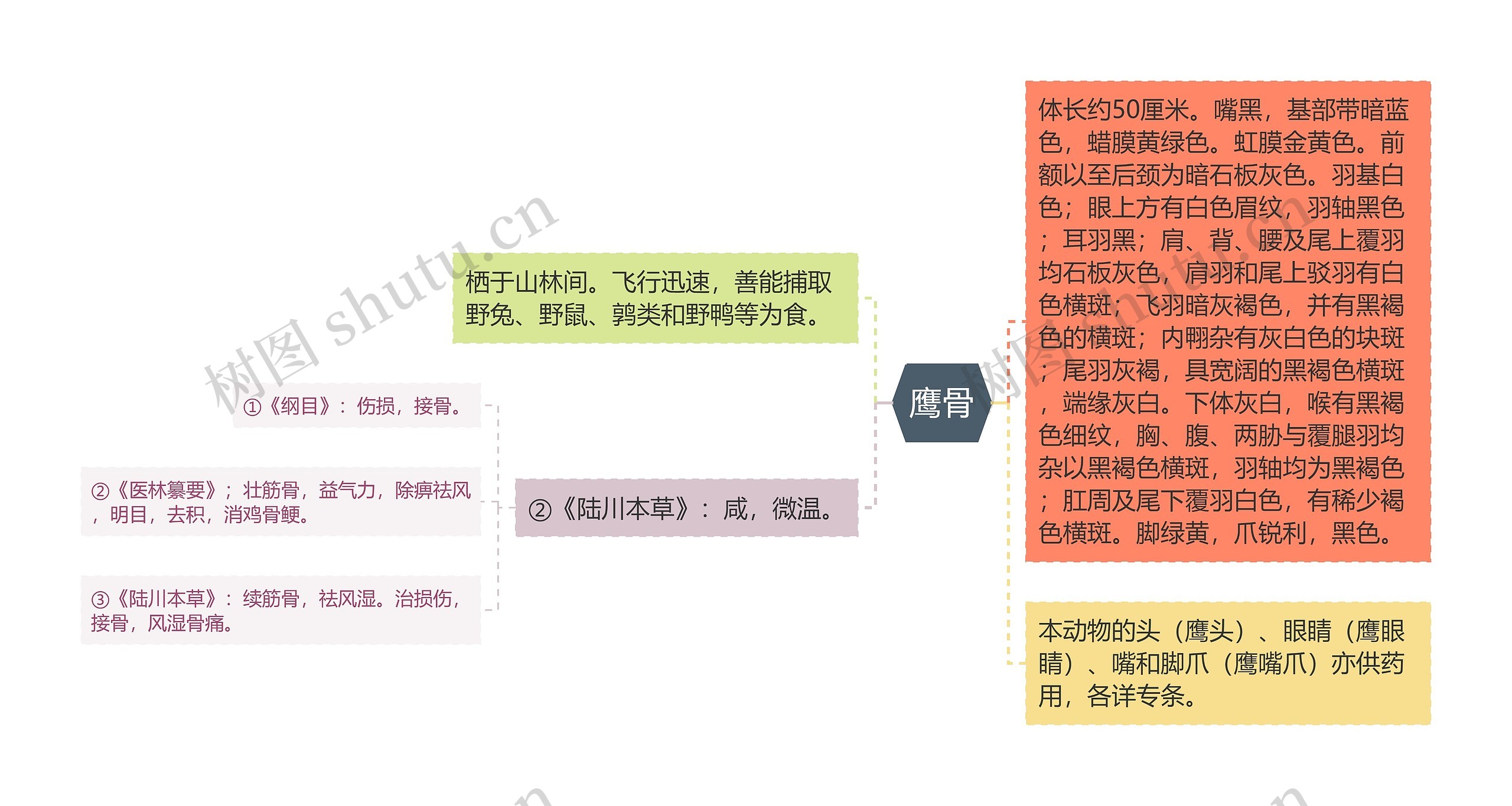 鹰骨思维导图