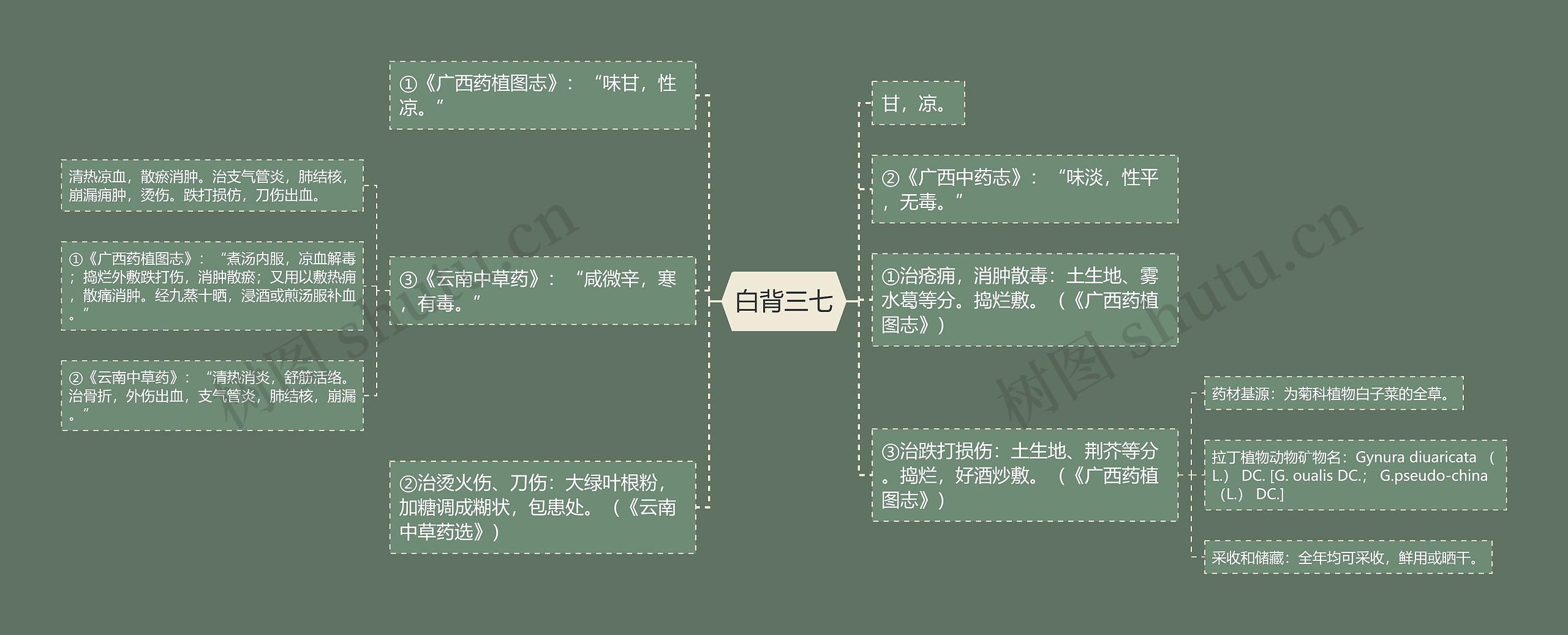白背三七