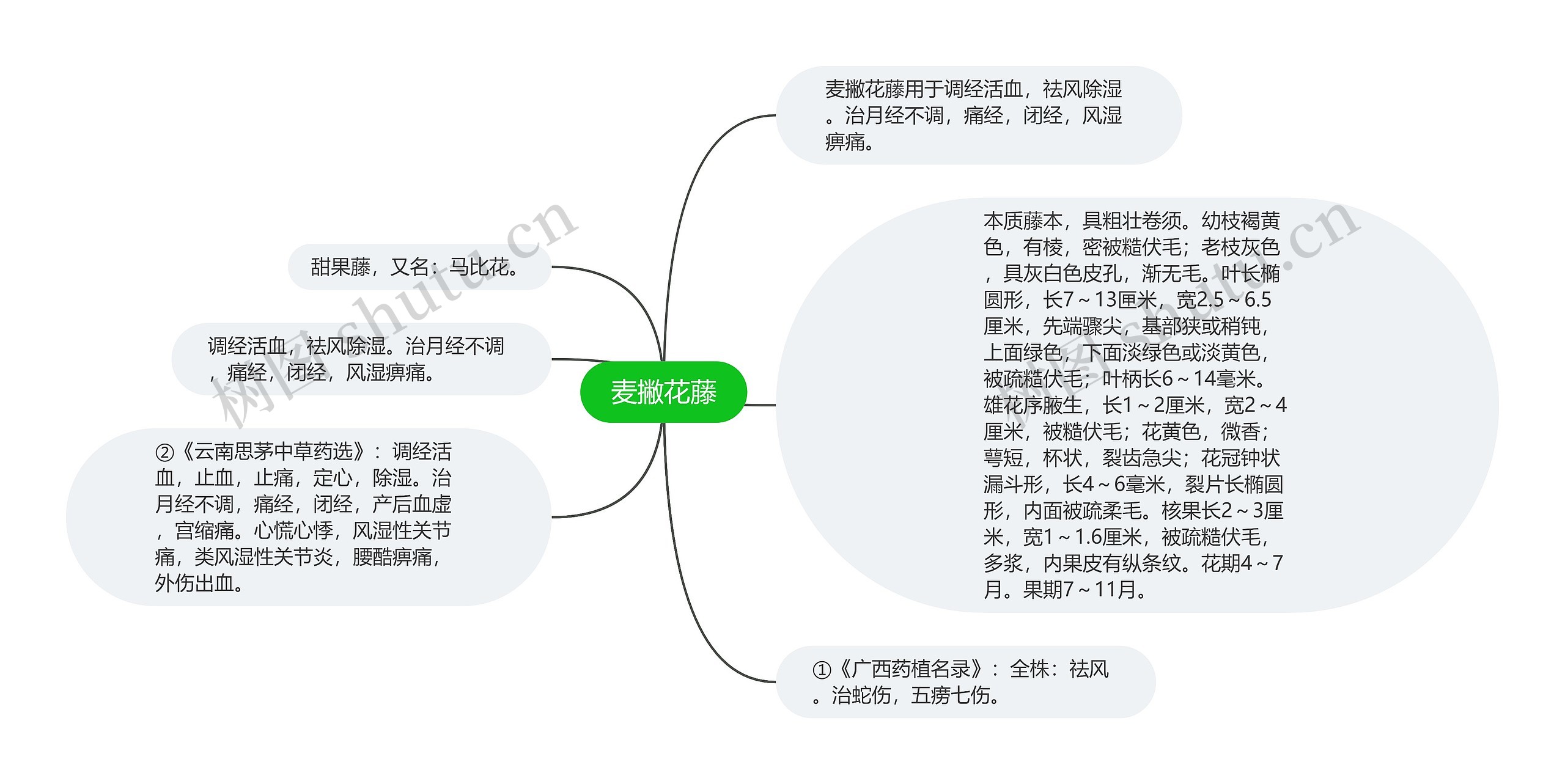 麦撇花藤思维导图