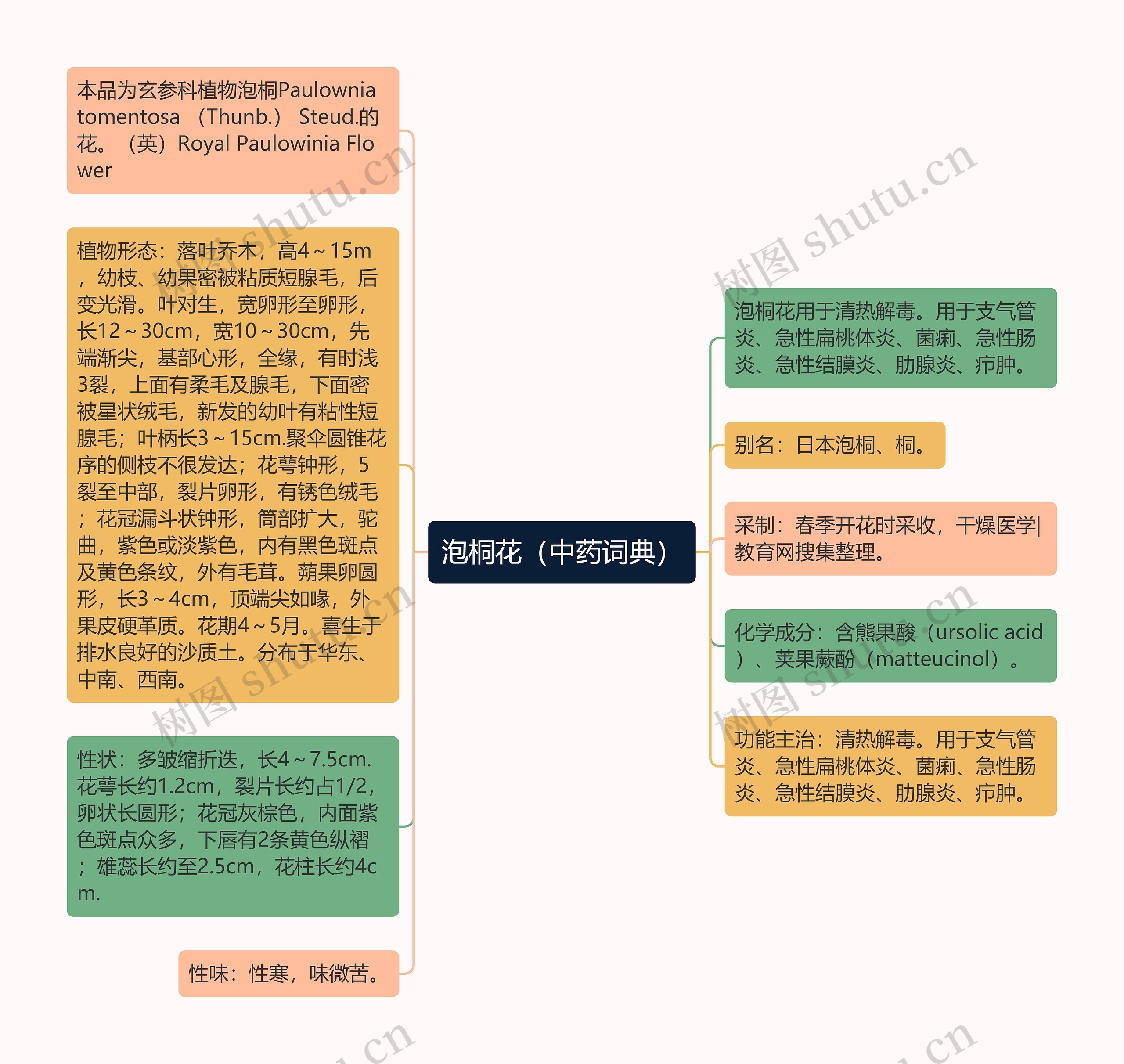 泡桐花（中药词典）思维导图