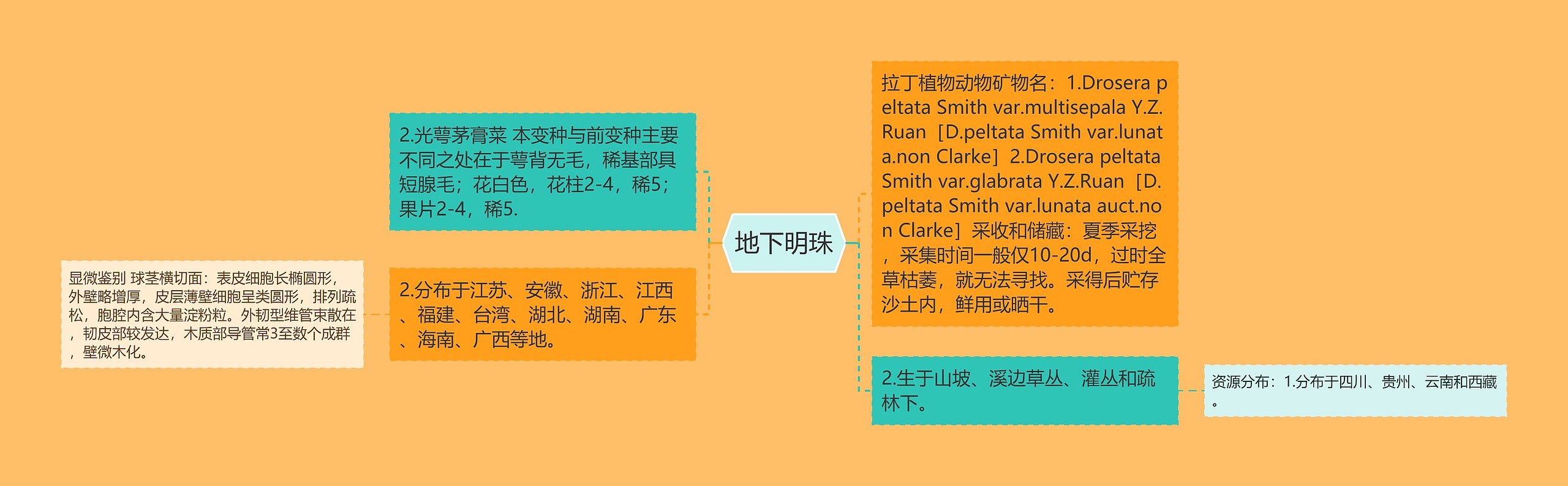 地下明珠 地下明珠