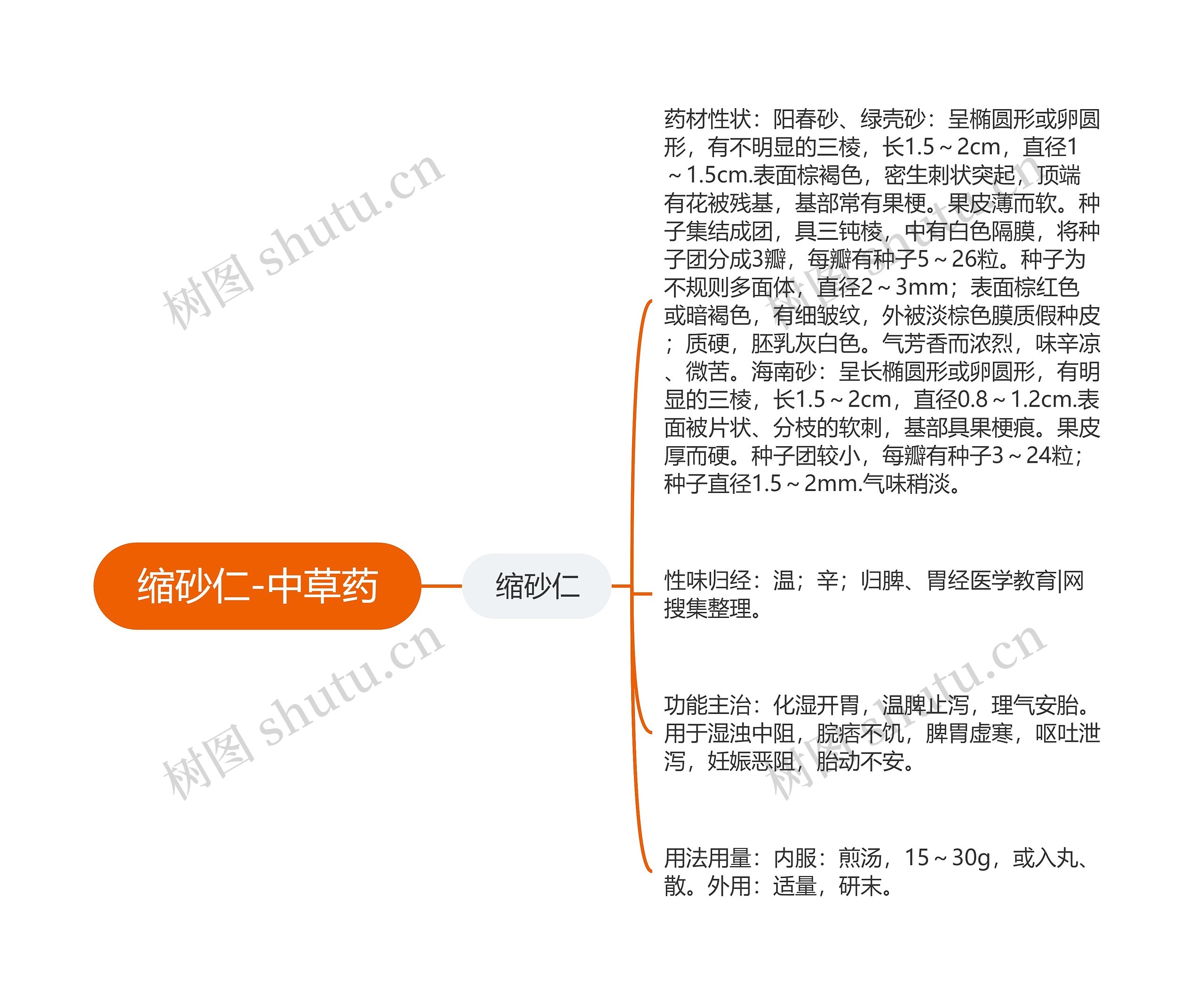 缩砂仁-中草药思维导图