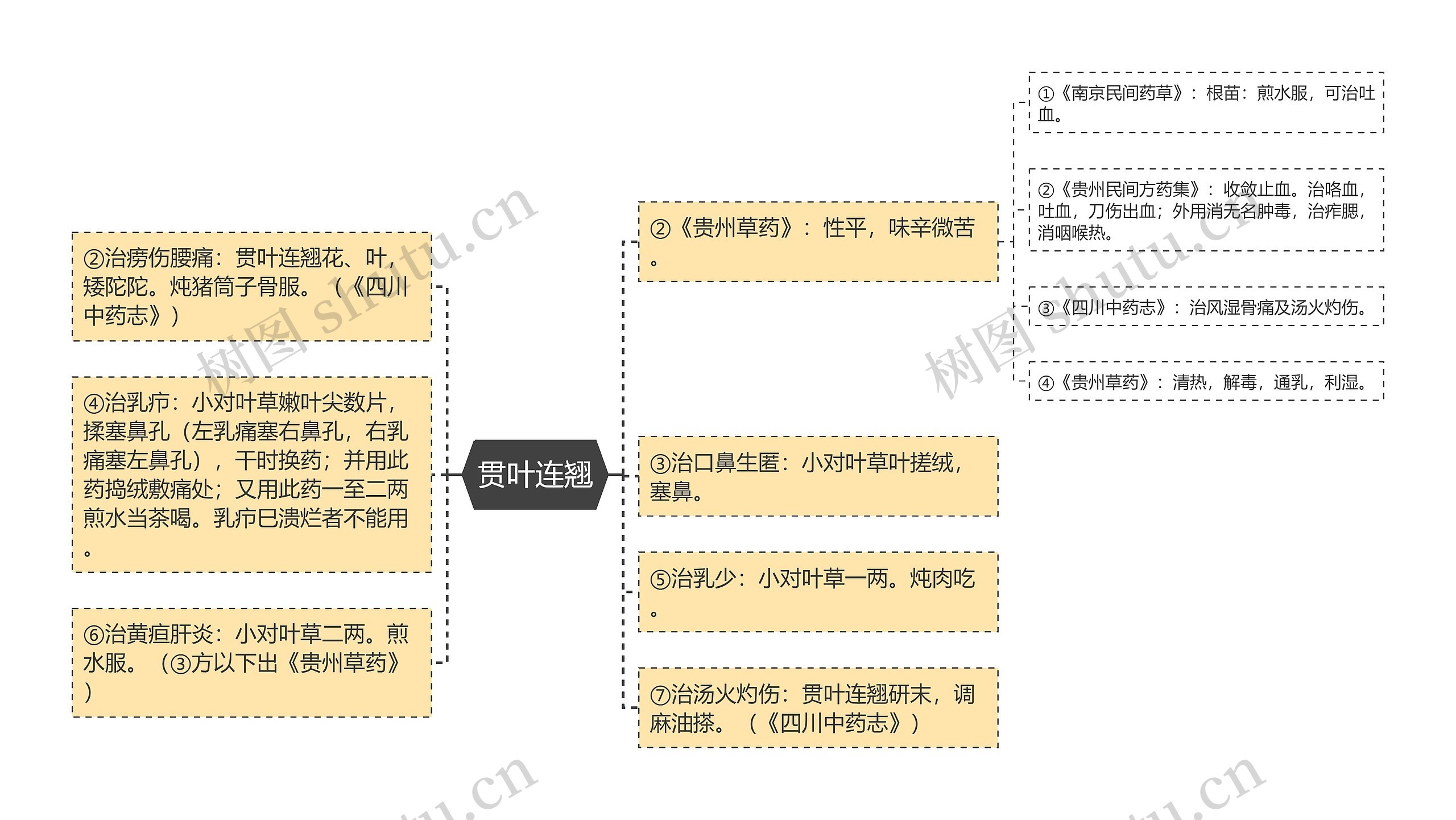 贯叶连翘思维导图