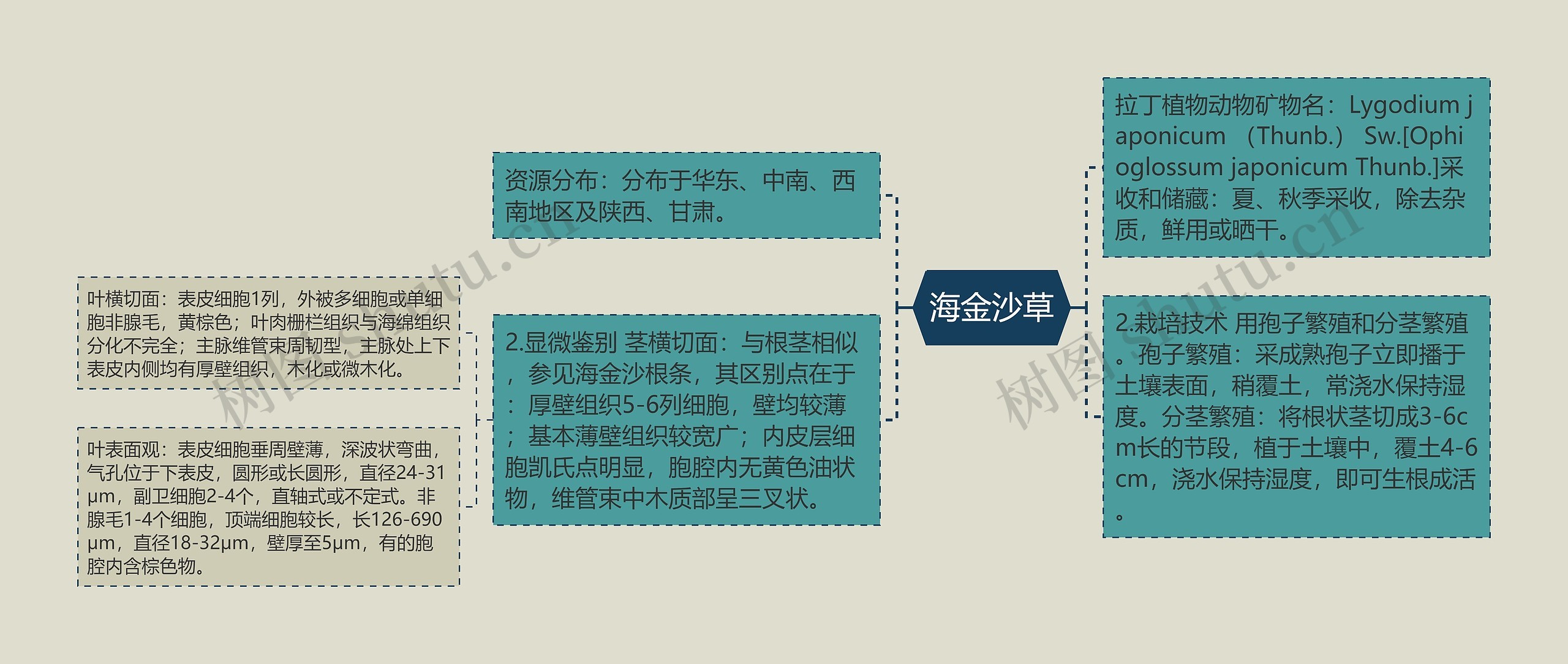 海金沙草 海金沙草