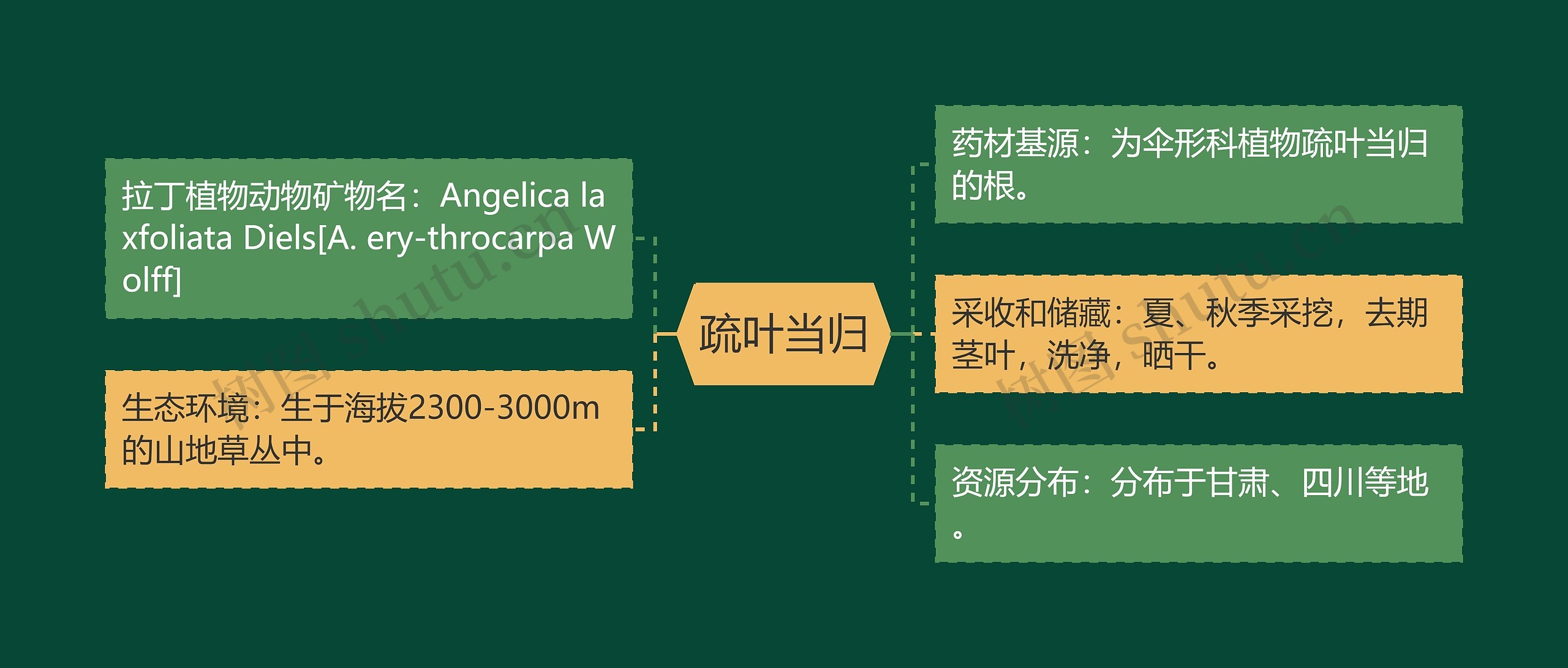 疏叶当归思维导图