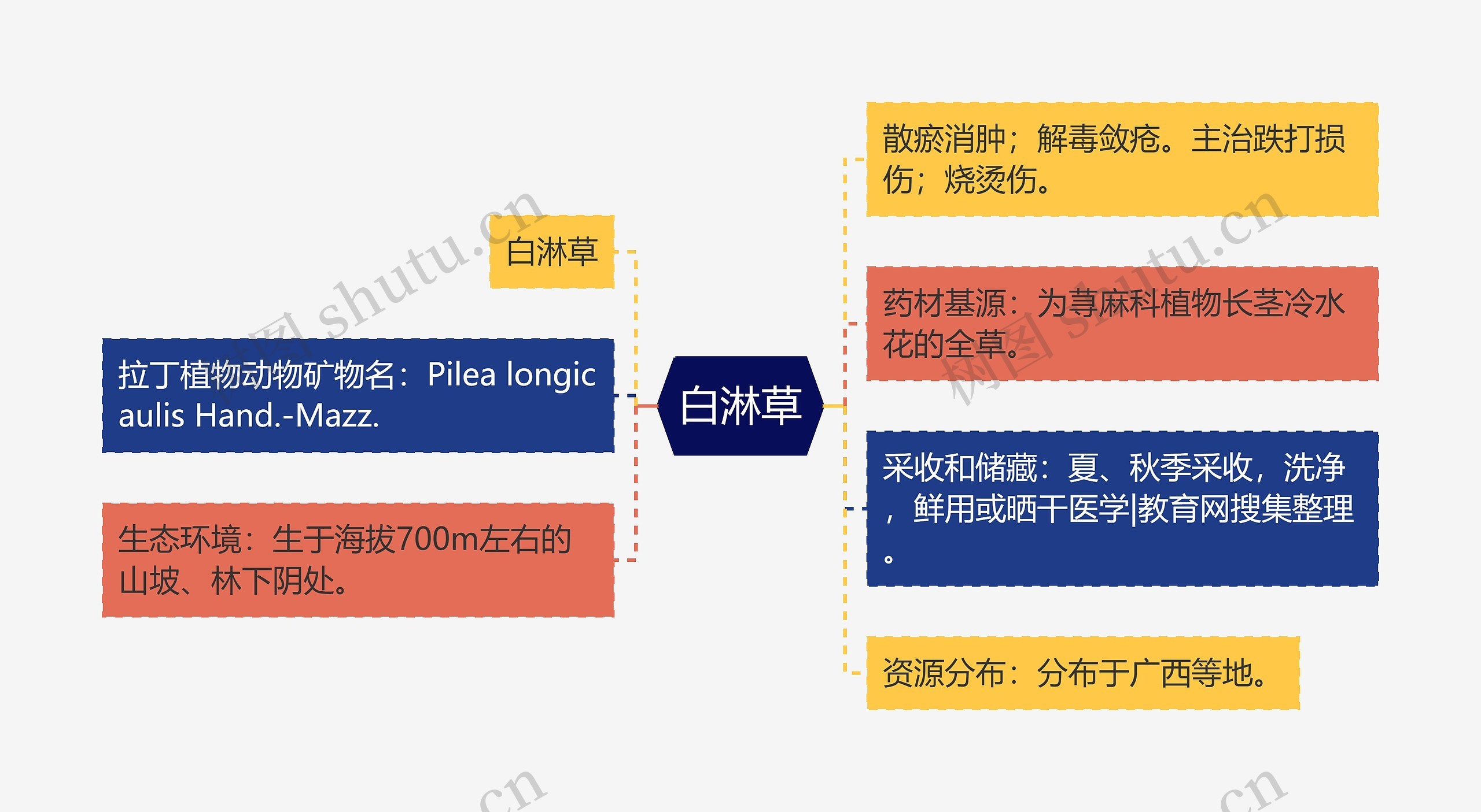 白淋草思维导图