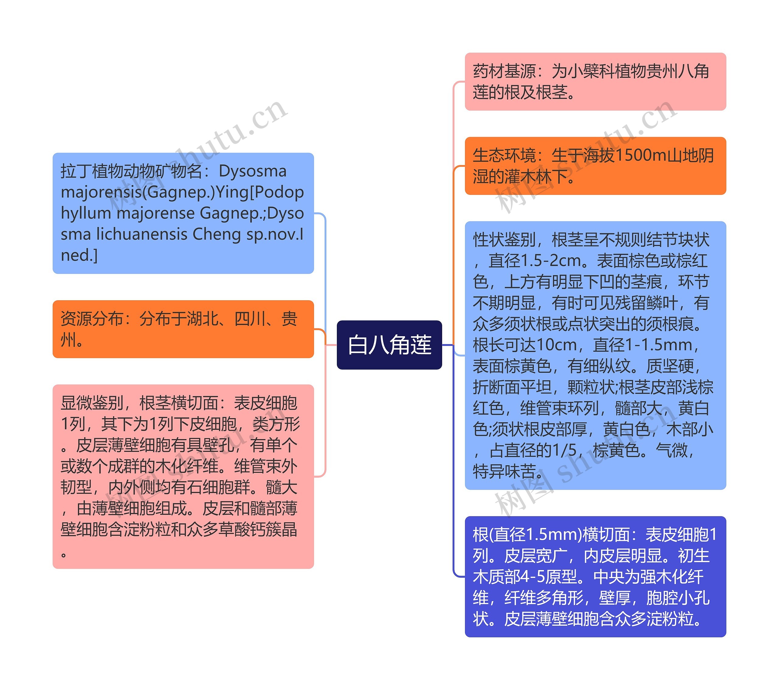 白八角莲 白八角莲