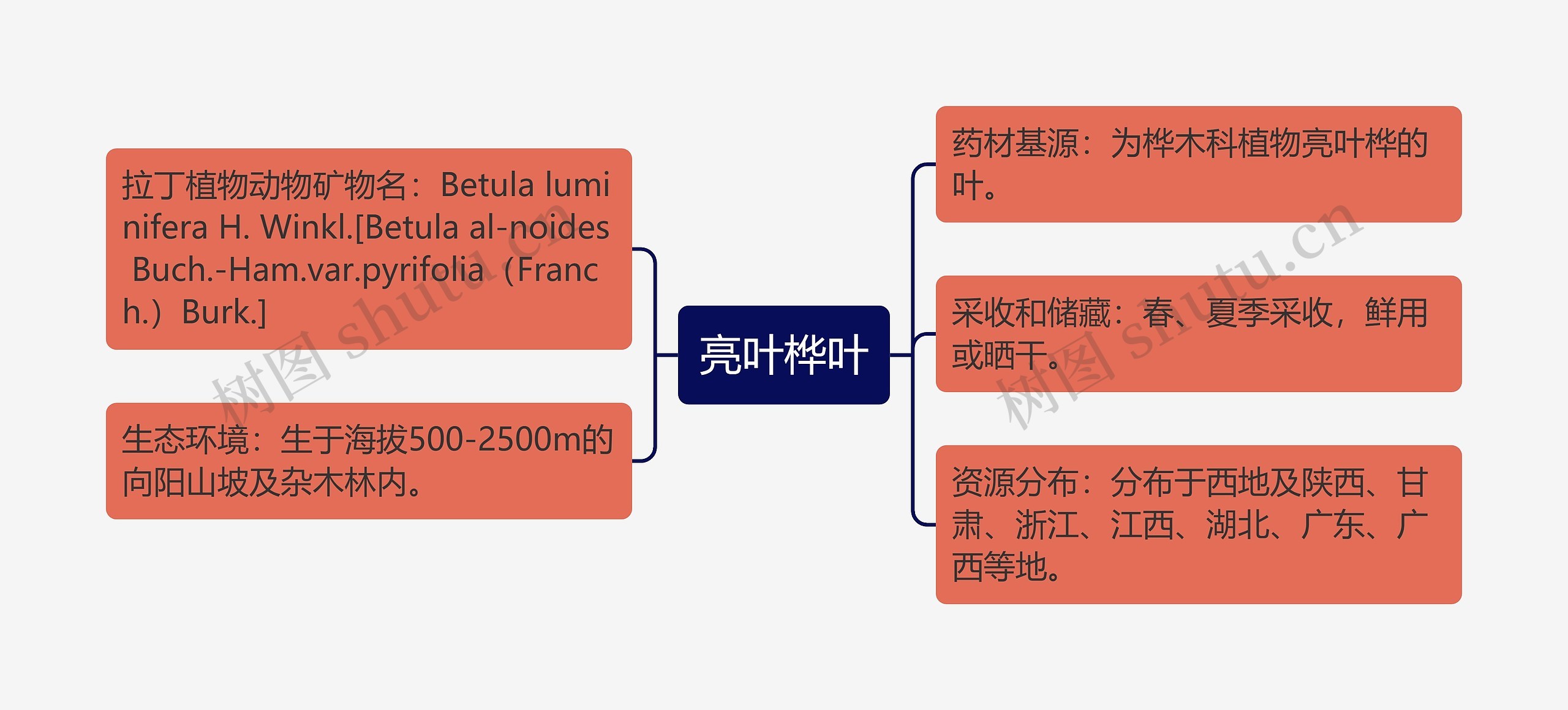 亮叶桦叶思维导图