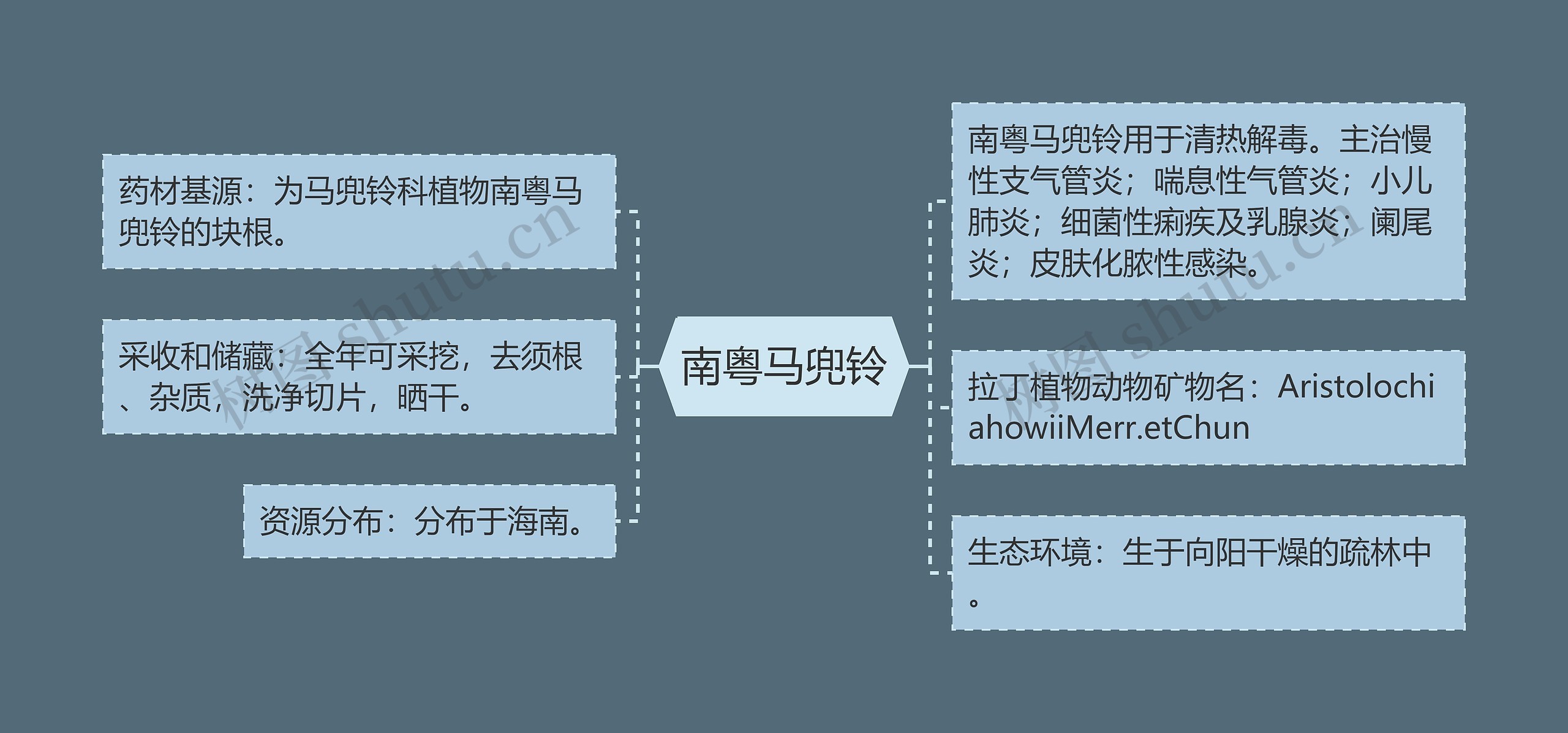 南粤马兜铃 南粤马兜铃