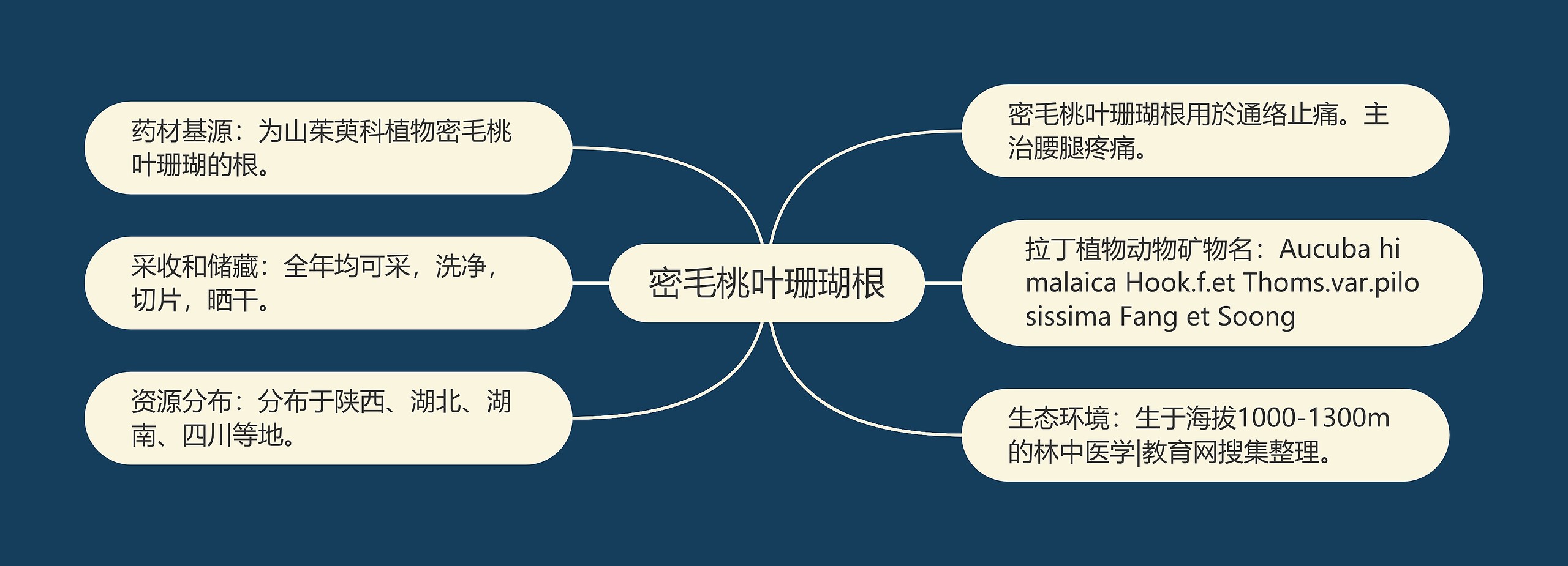 密毛桃叶珊瑚根思维导图