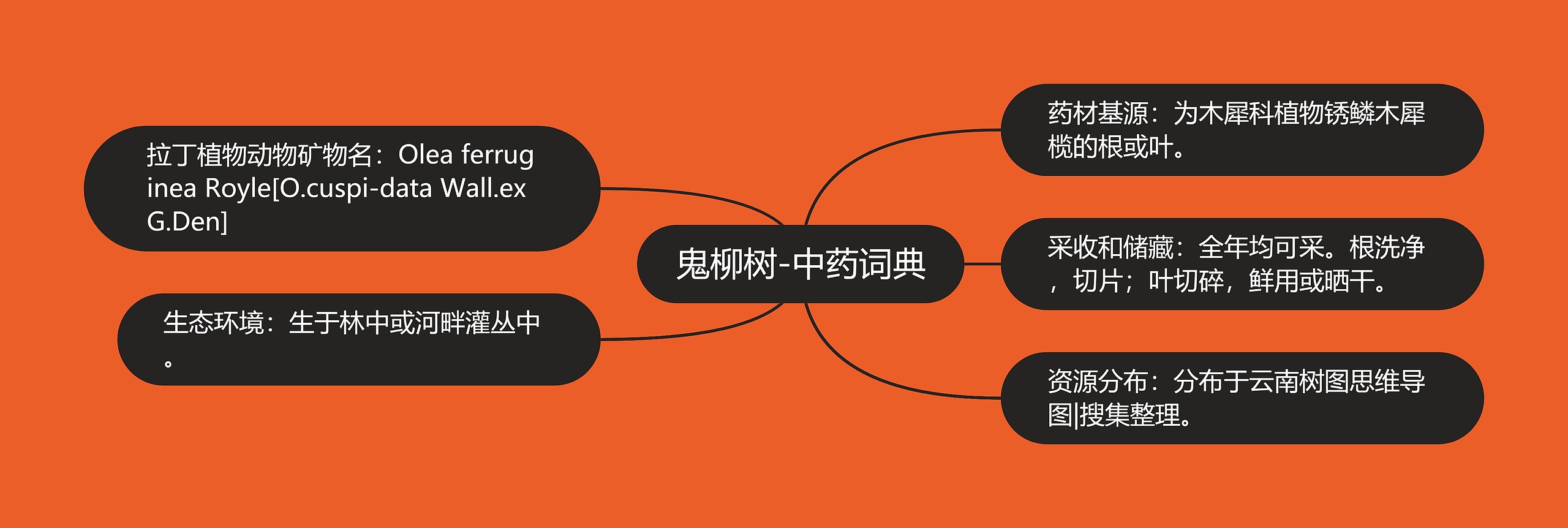 鬼柳树-中药词典 鬼柳树-中药词典