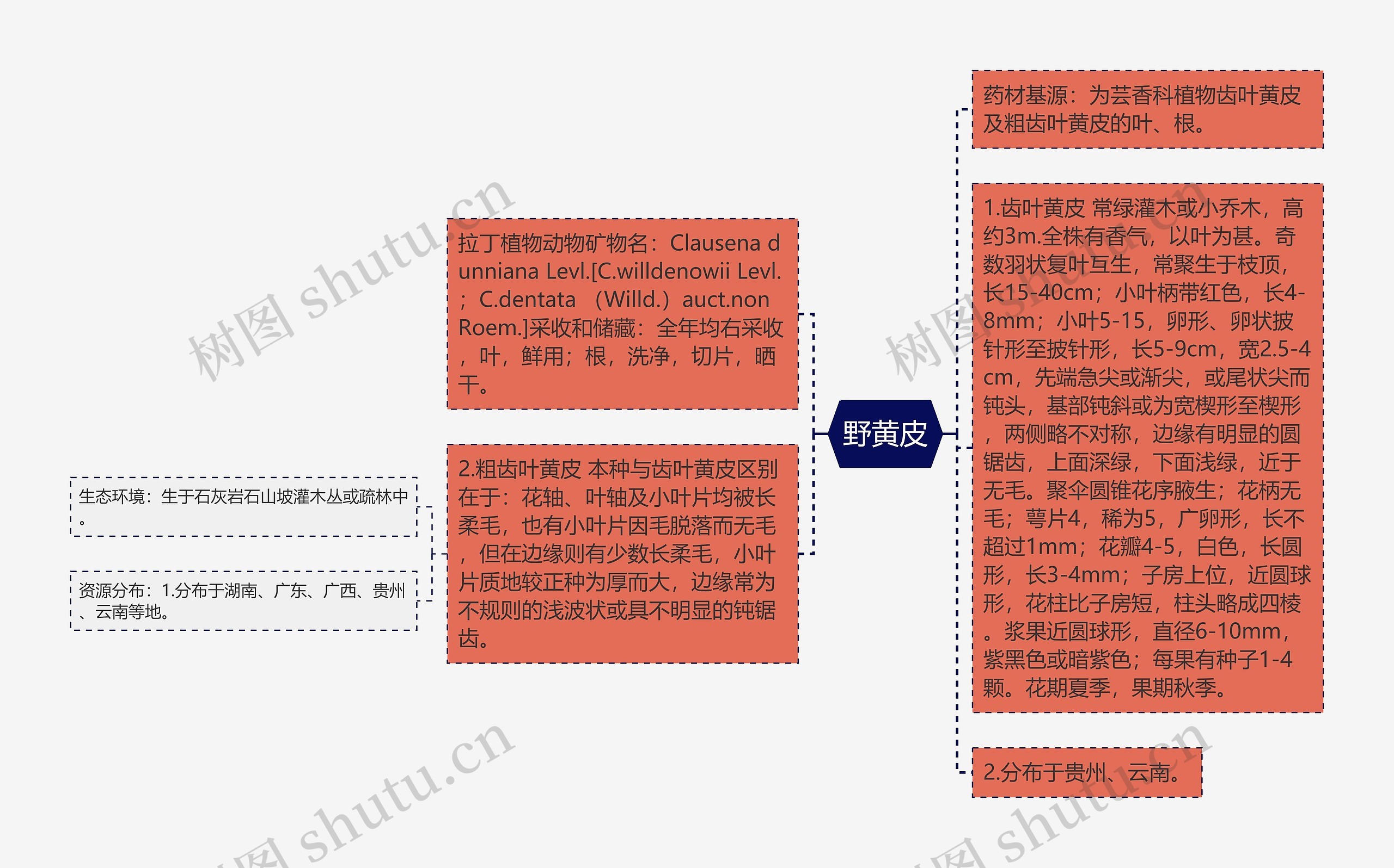 野黄皮思维导图