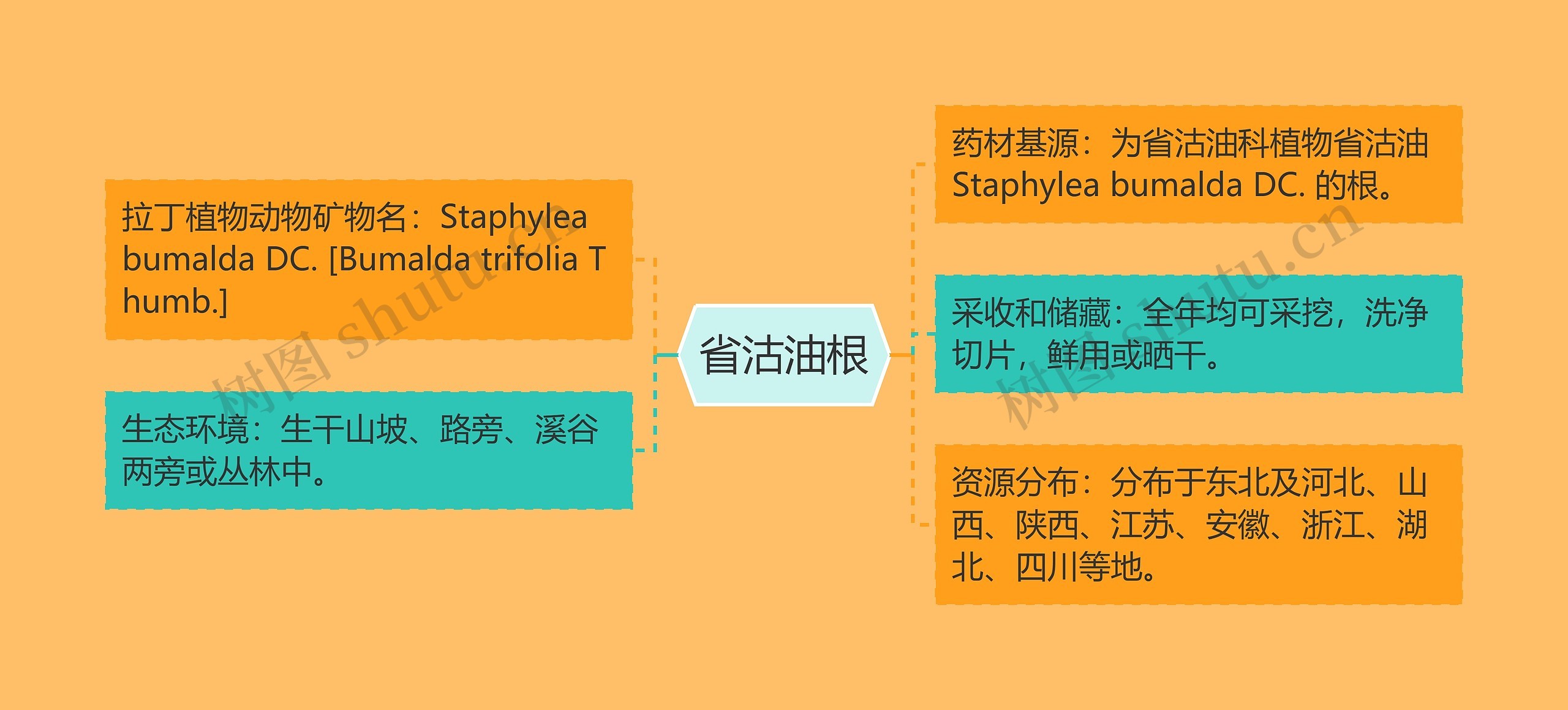 省沽油根思维导图