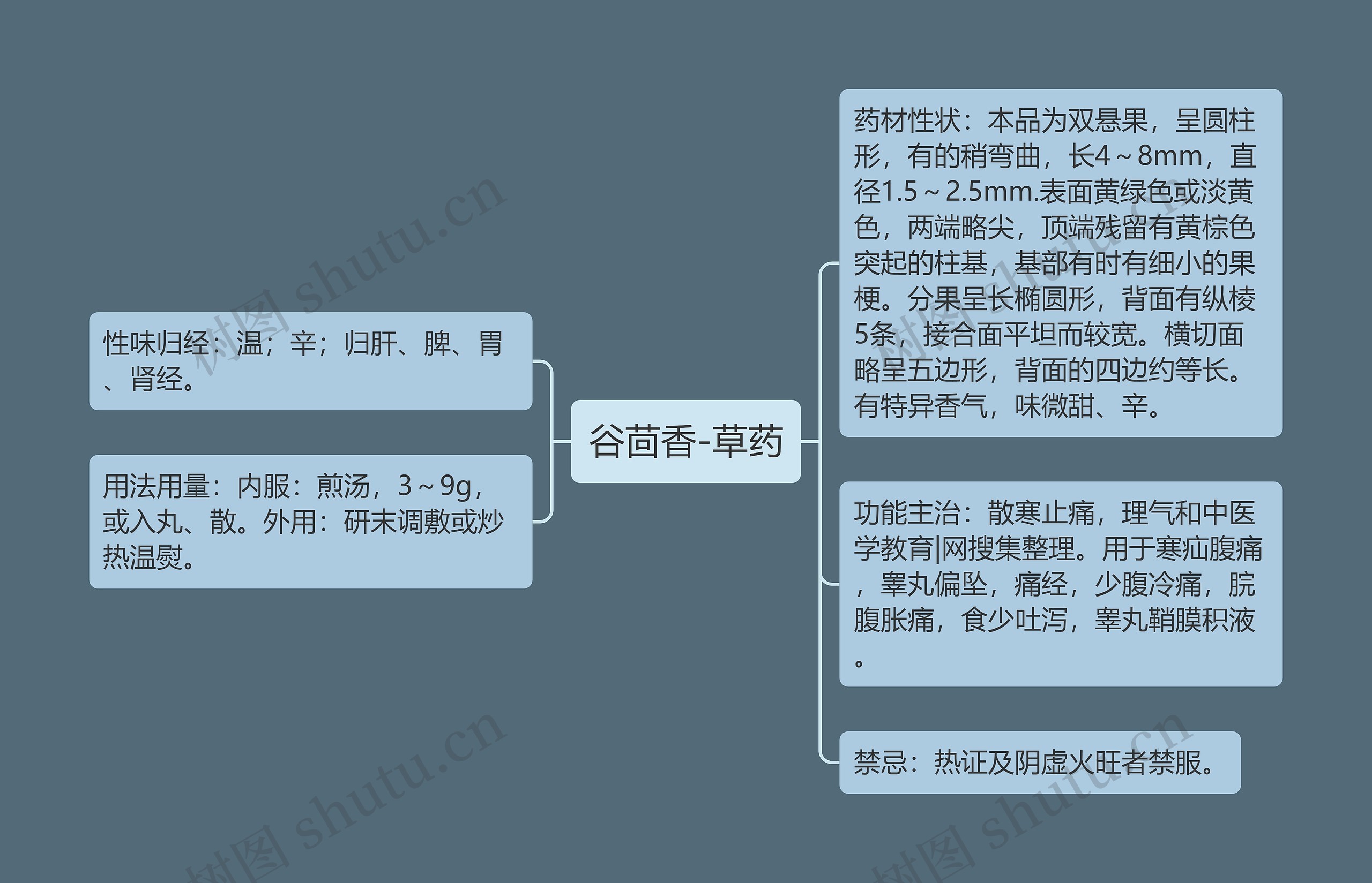 谷茴香-草药 谷茴香-草药