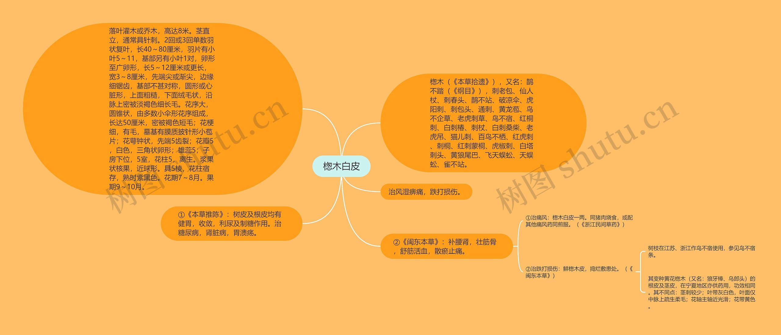 楤木白皮思维导图