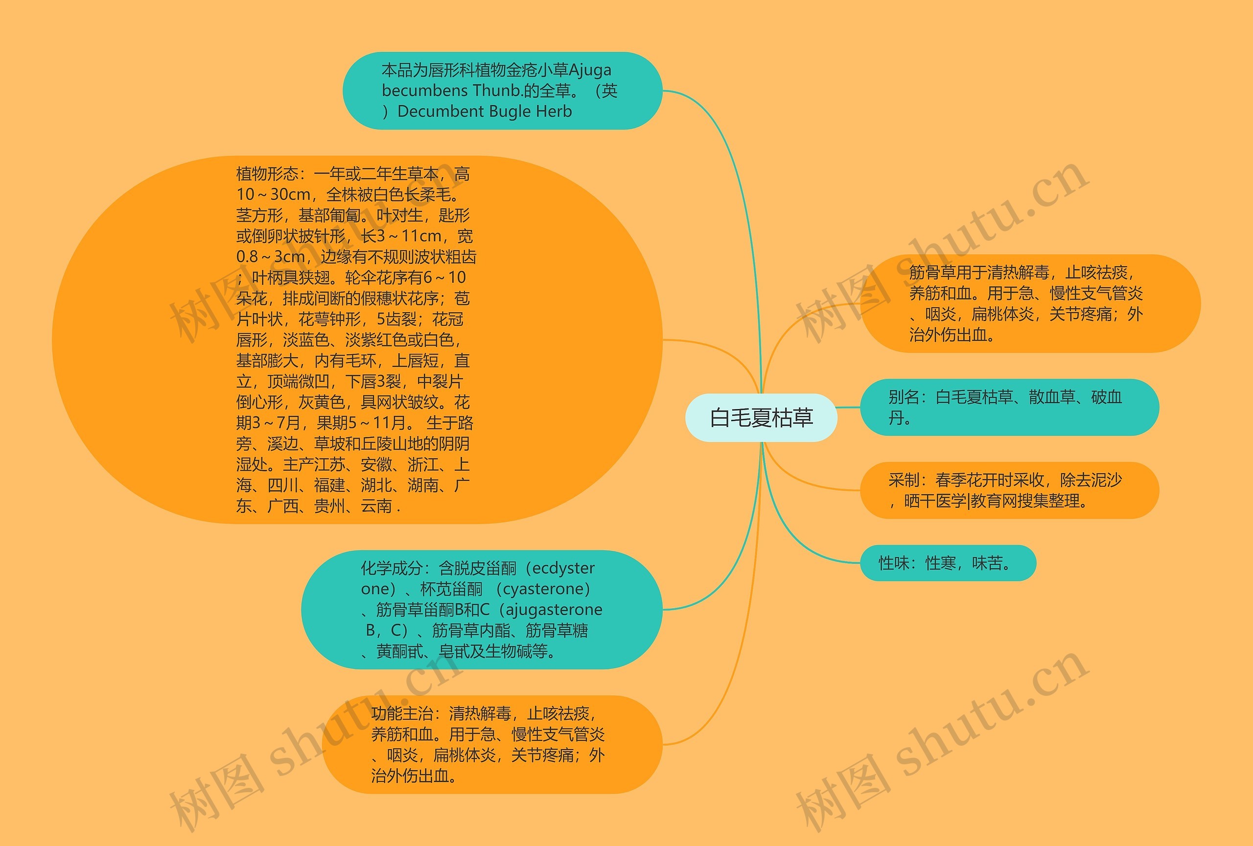 白毛夏枯草 白毛夏枯草