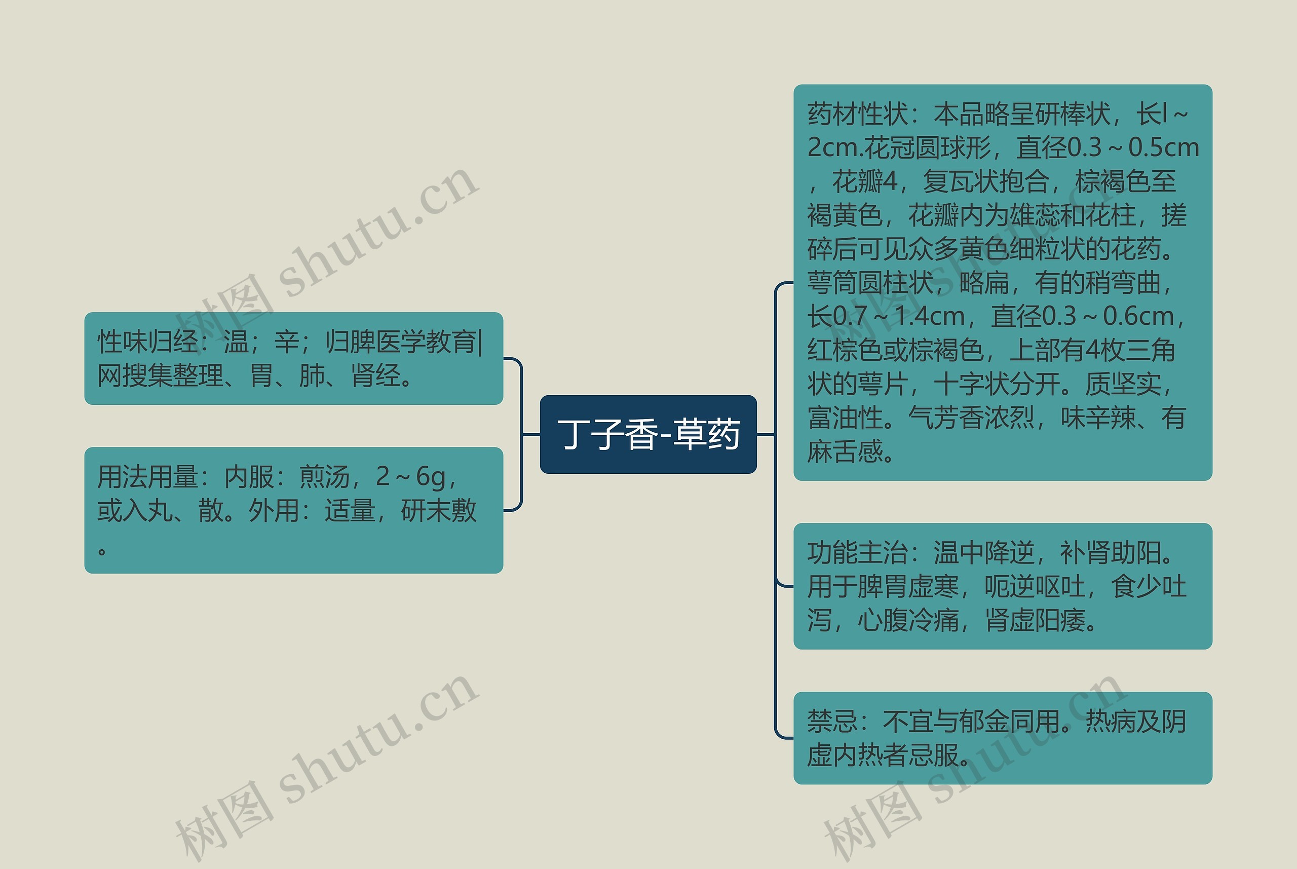 丁子香-草药思维导图