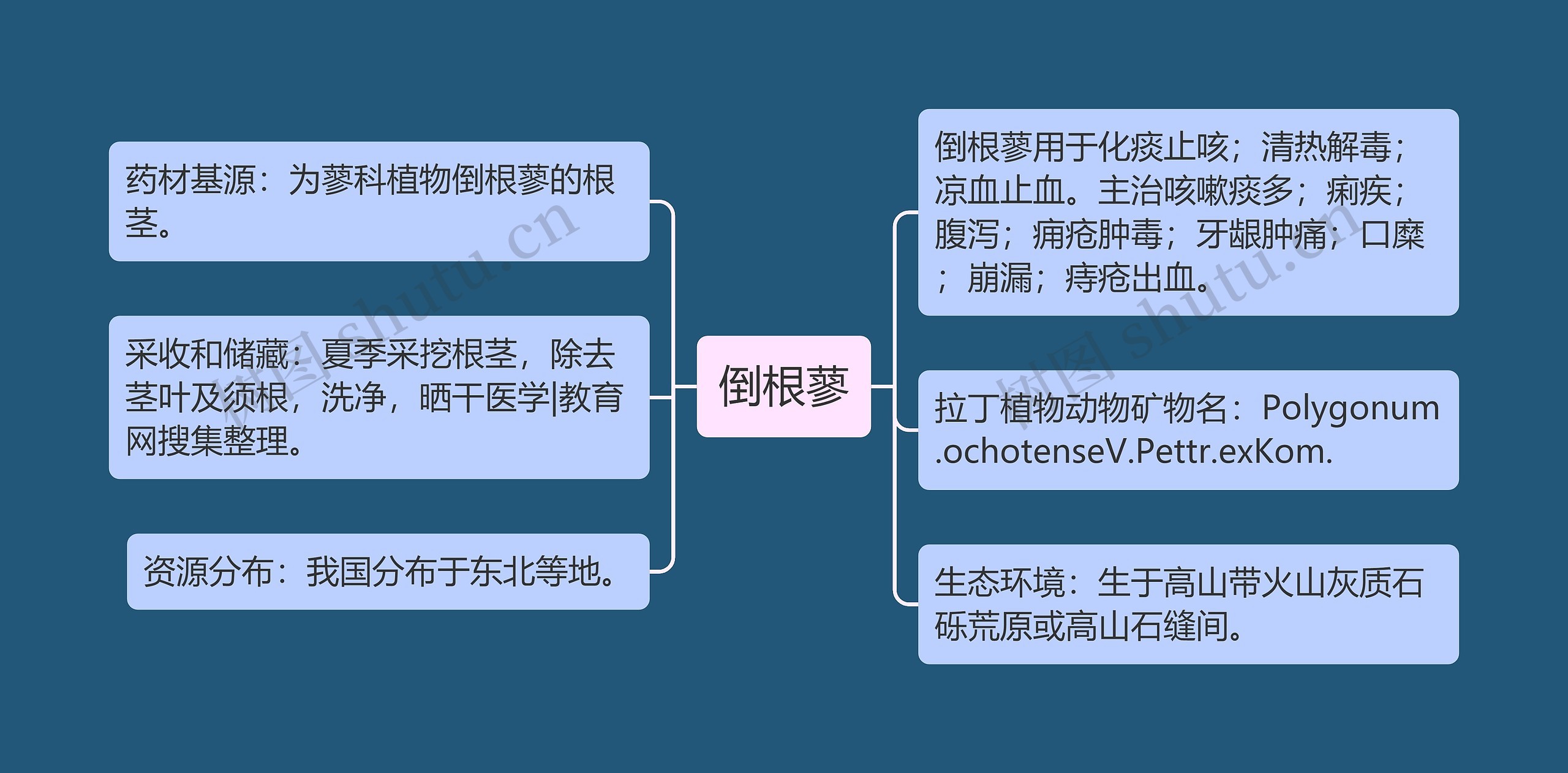 倒根蓼思维导图