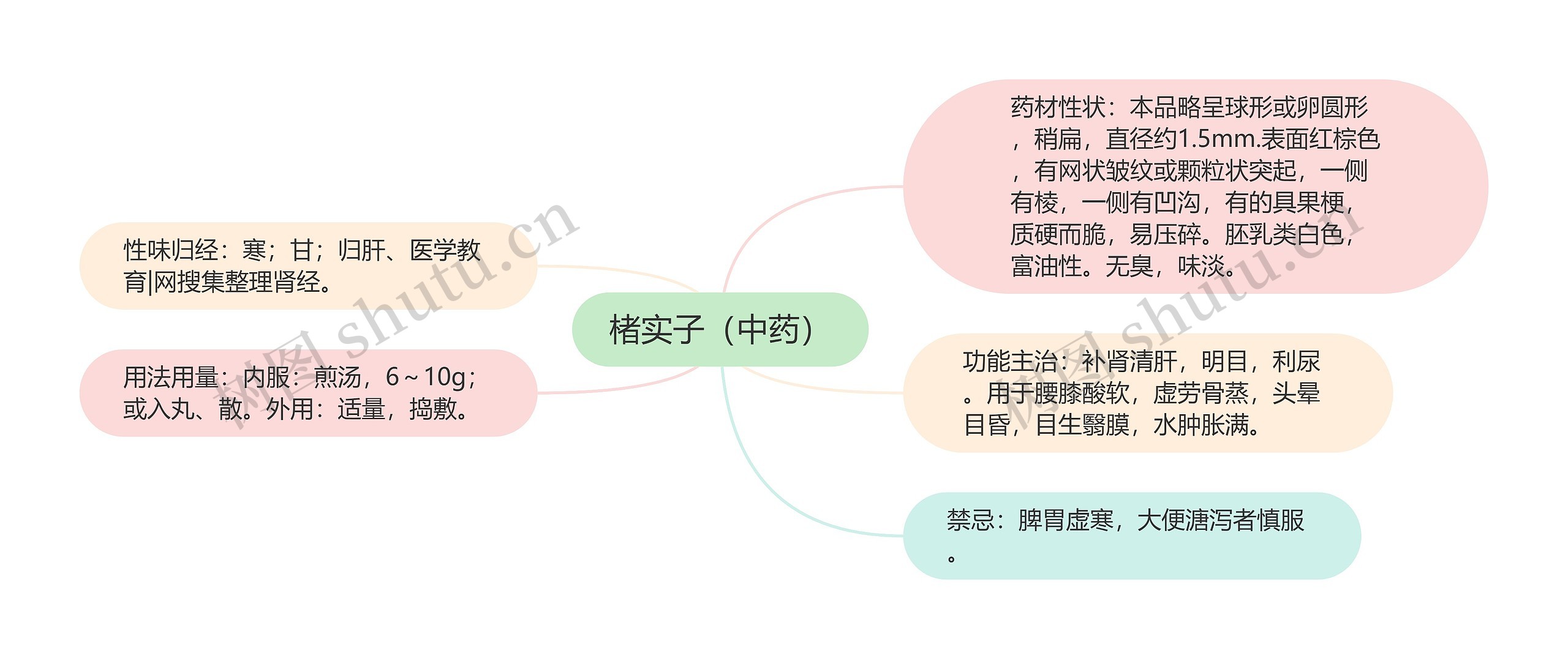 楮实子（中药）思维导图