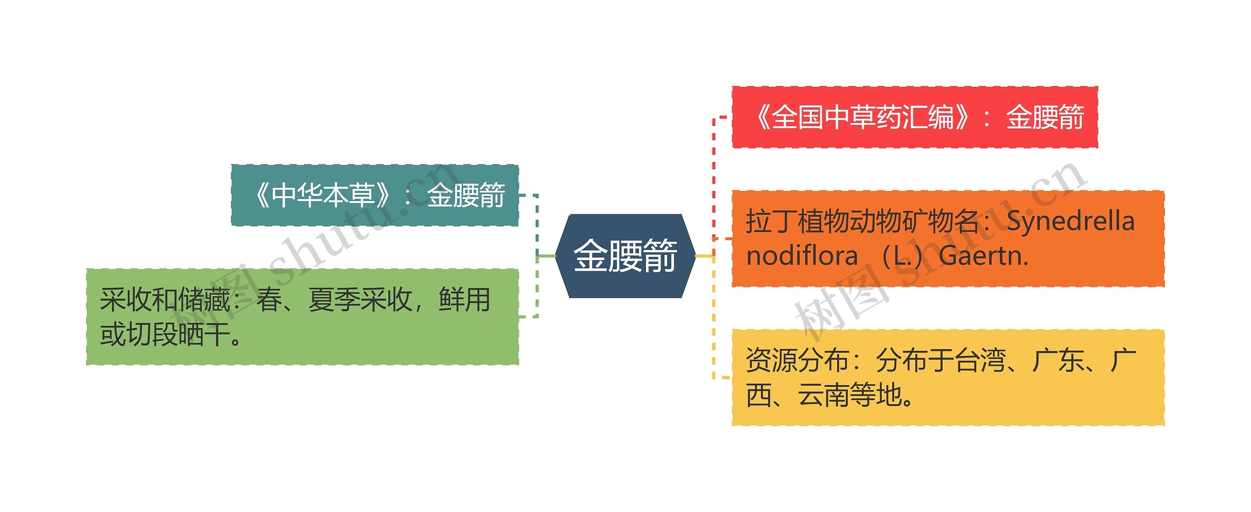 金腰箭思维导图