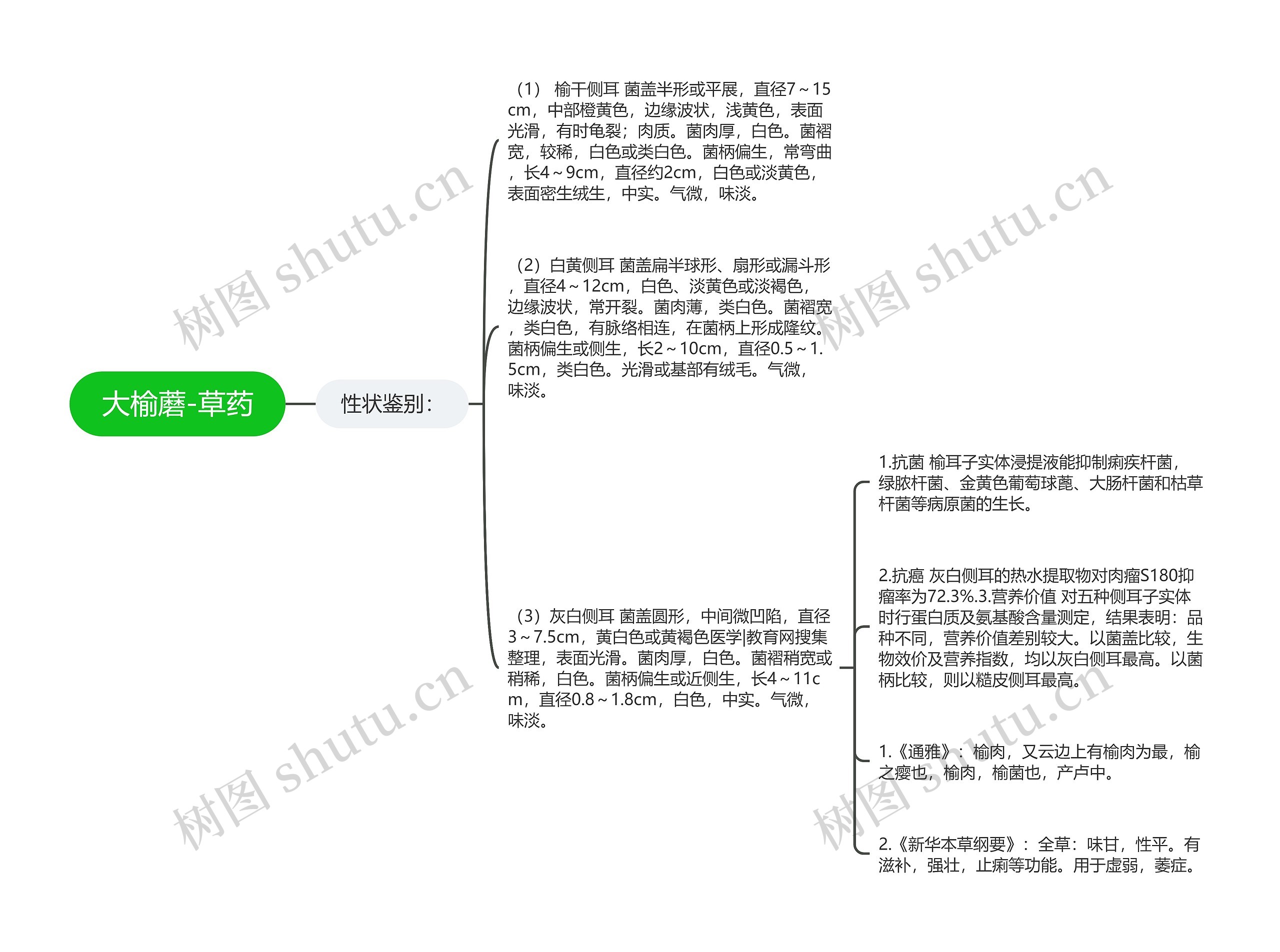 大榆蘑-草药思维导图