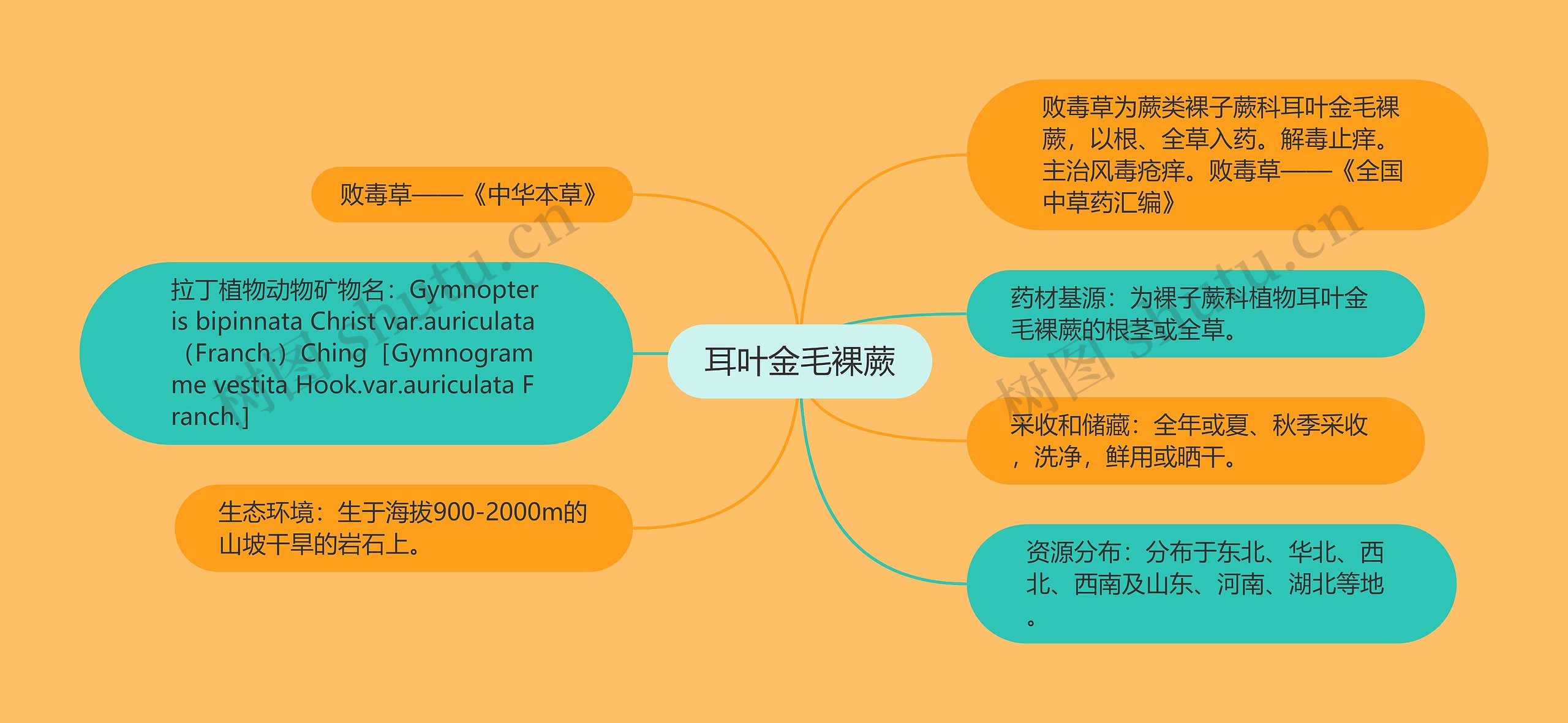 耳叶金毛裸蕨思维导图